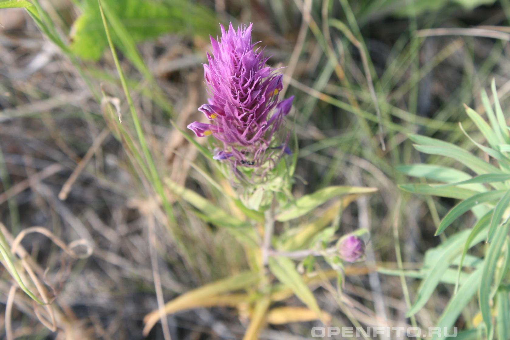 Марьянник полевой - фотография цветка