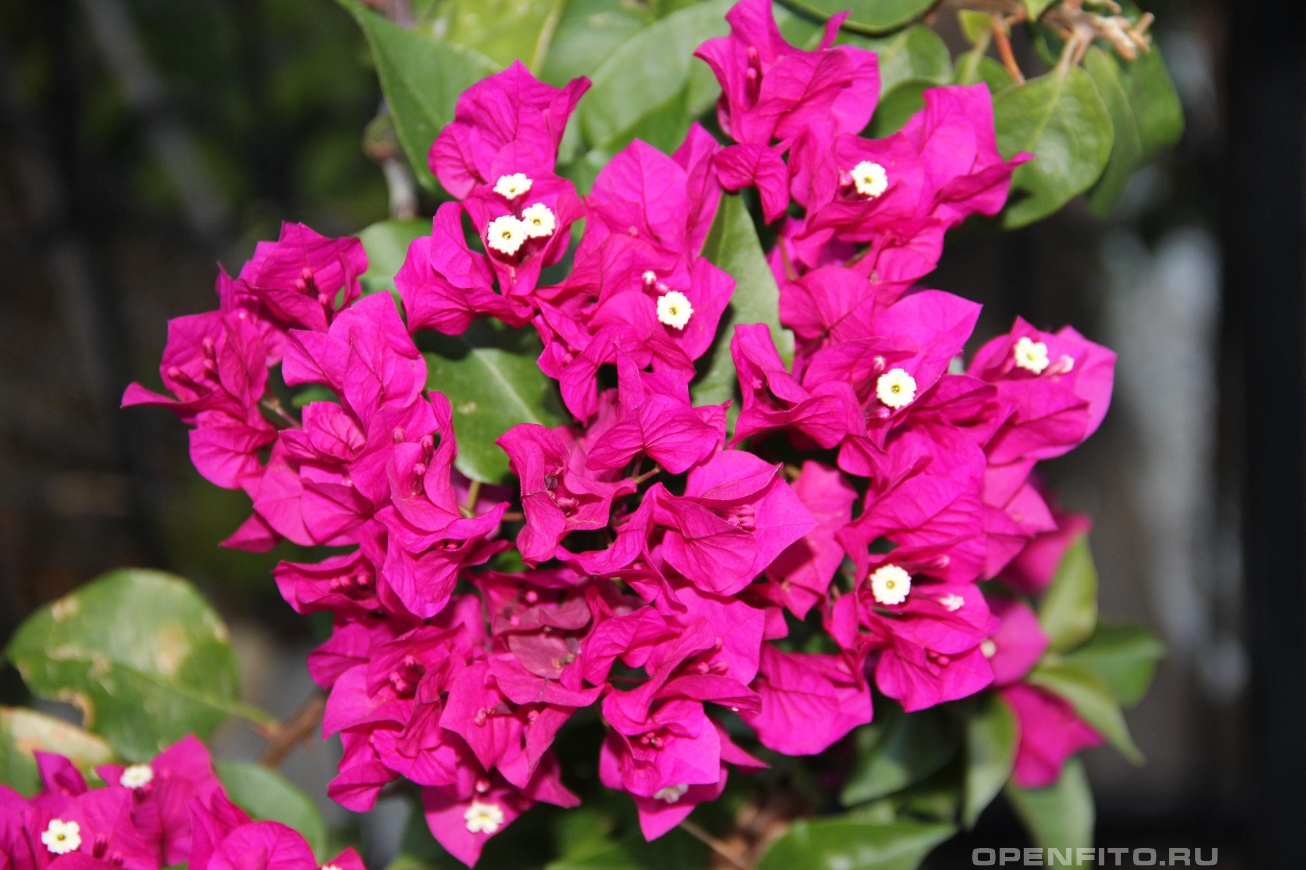 Бугаинвиллея прекрасная - фотография цветка