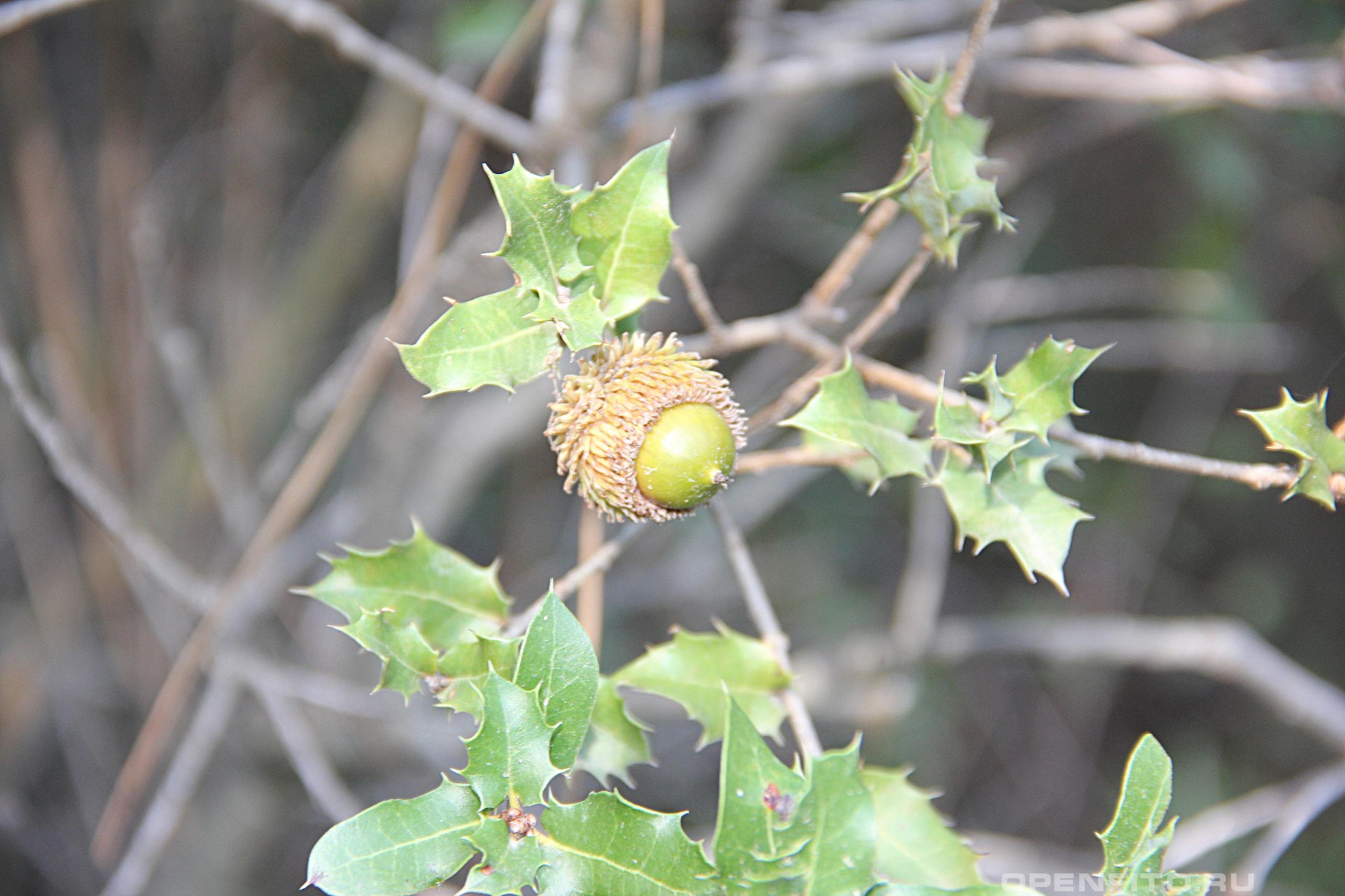 Дуб калепринский - фотография плодов