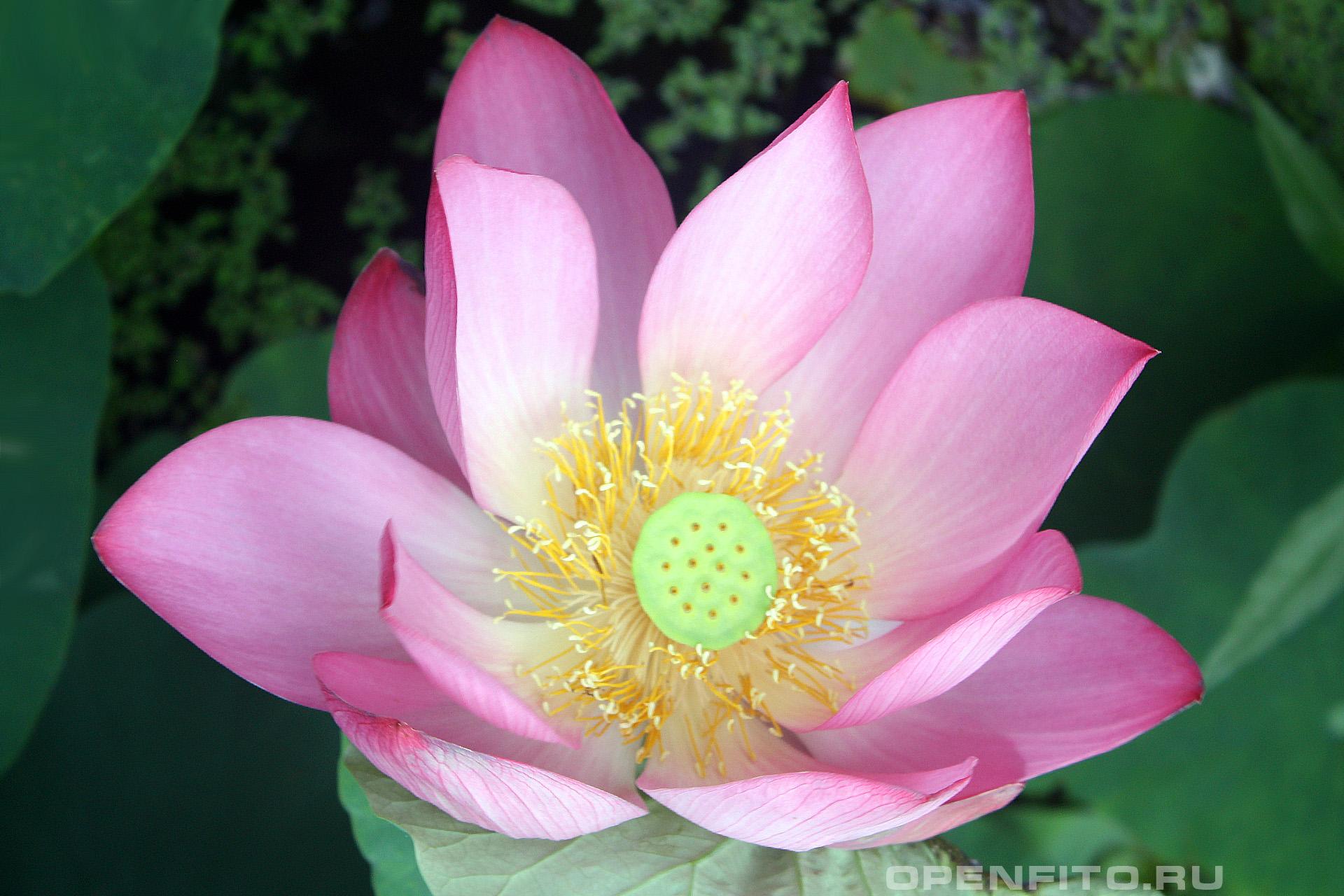 Лотос каспийский - фотография цветка