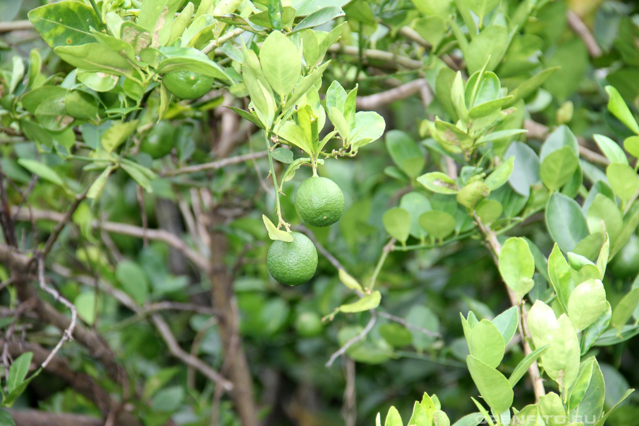 Цитрус лайм - фотография плодов