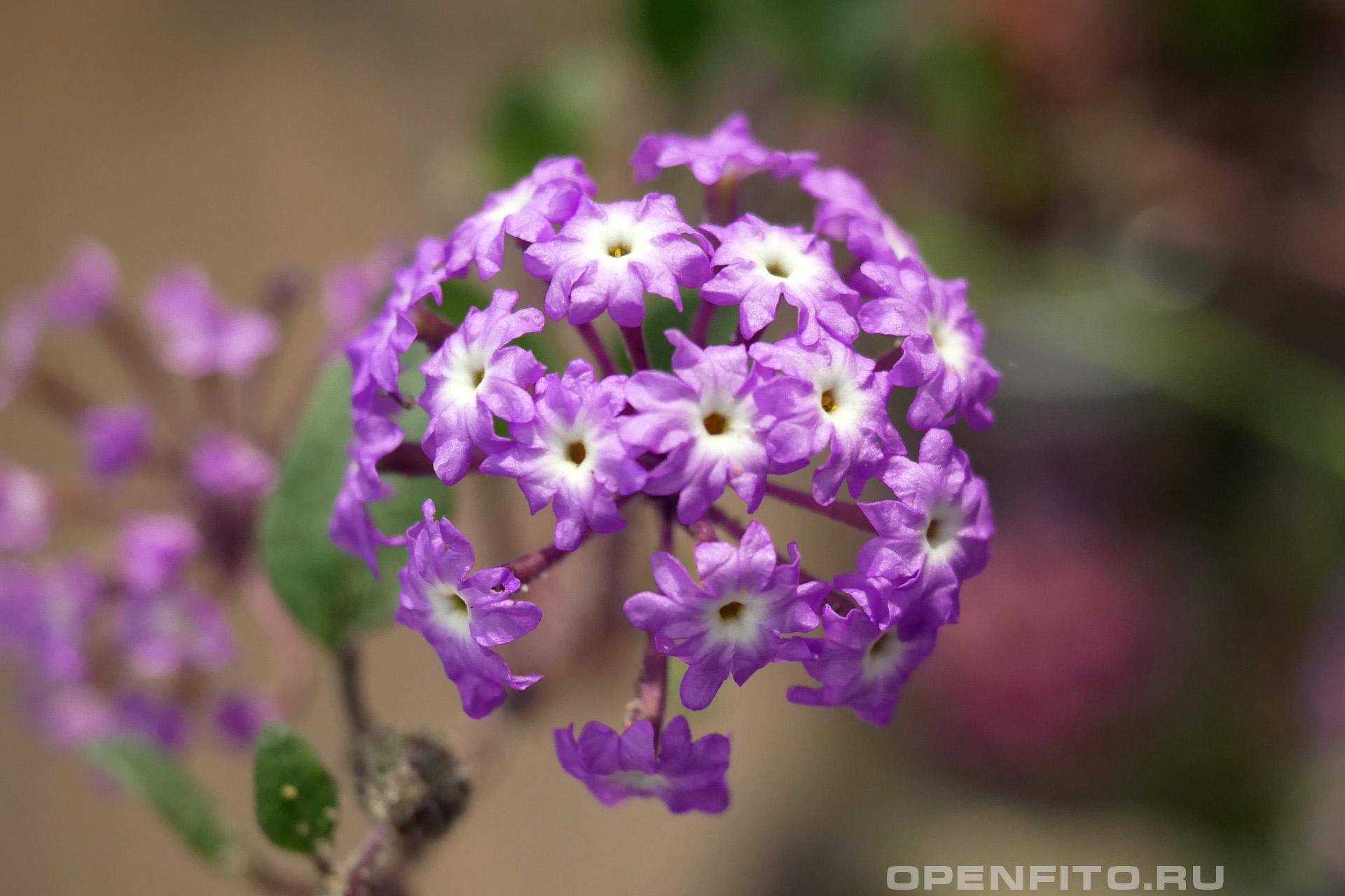Аброния зонтичная - фотография цветка