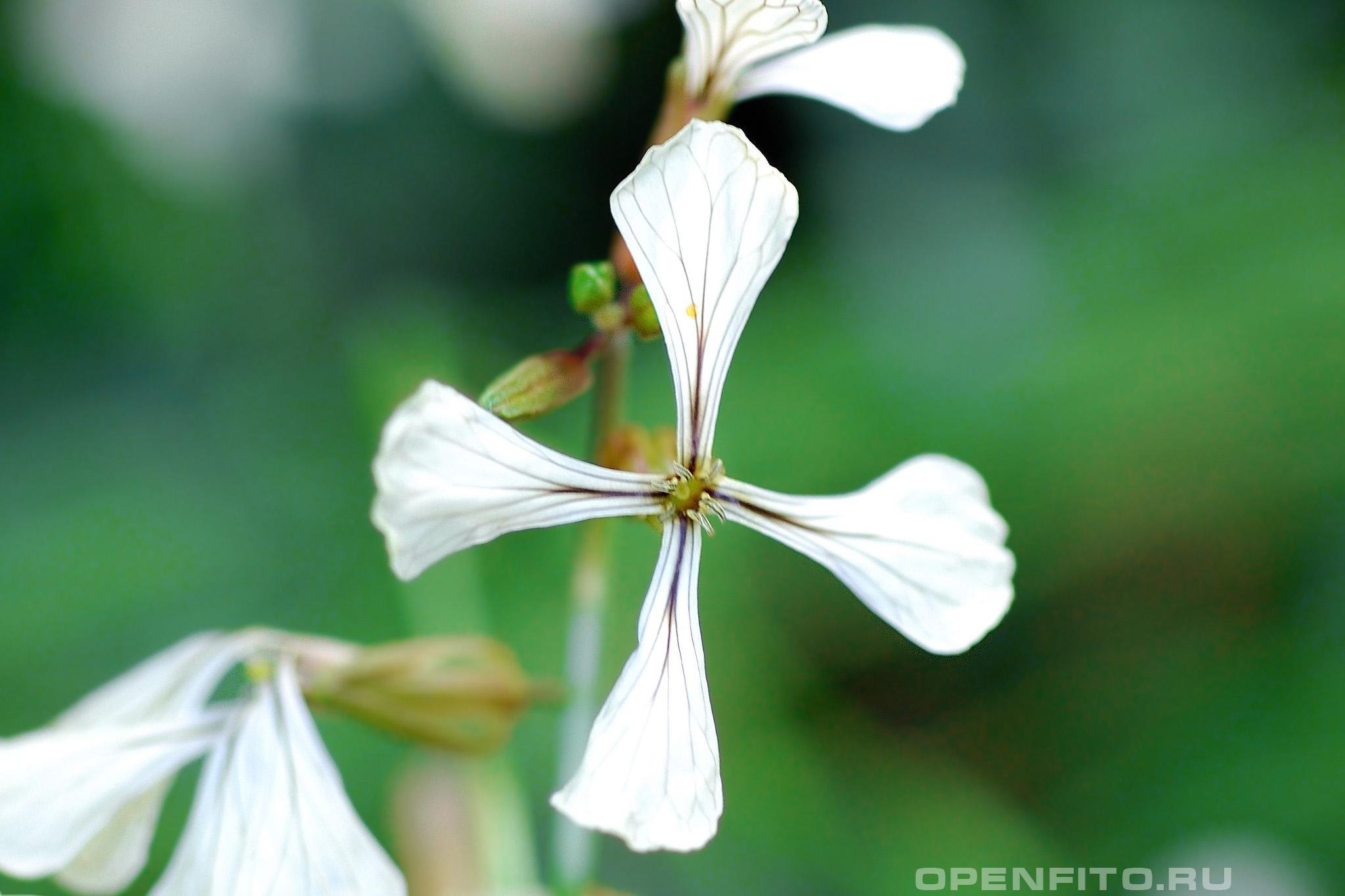 Эрука посевная - фотография цветка