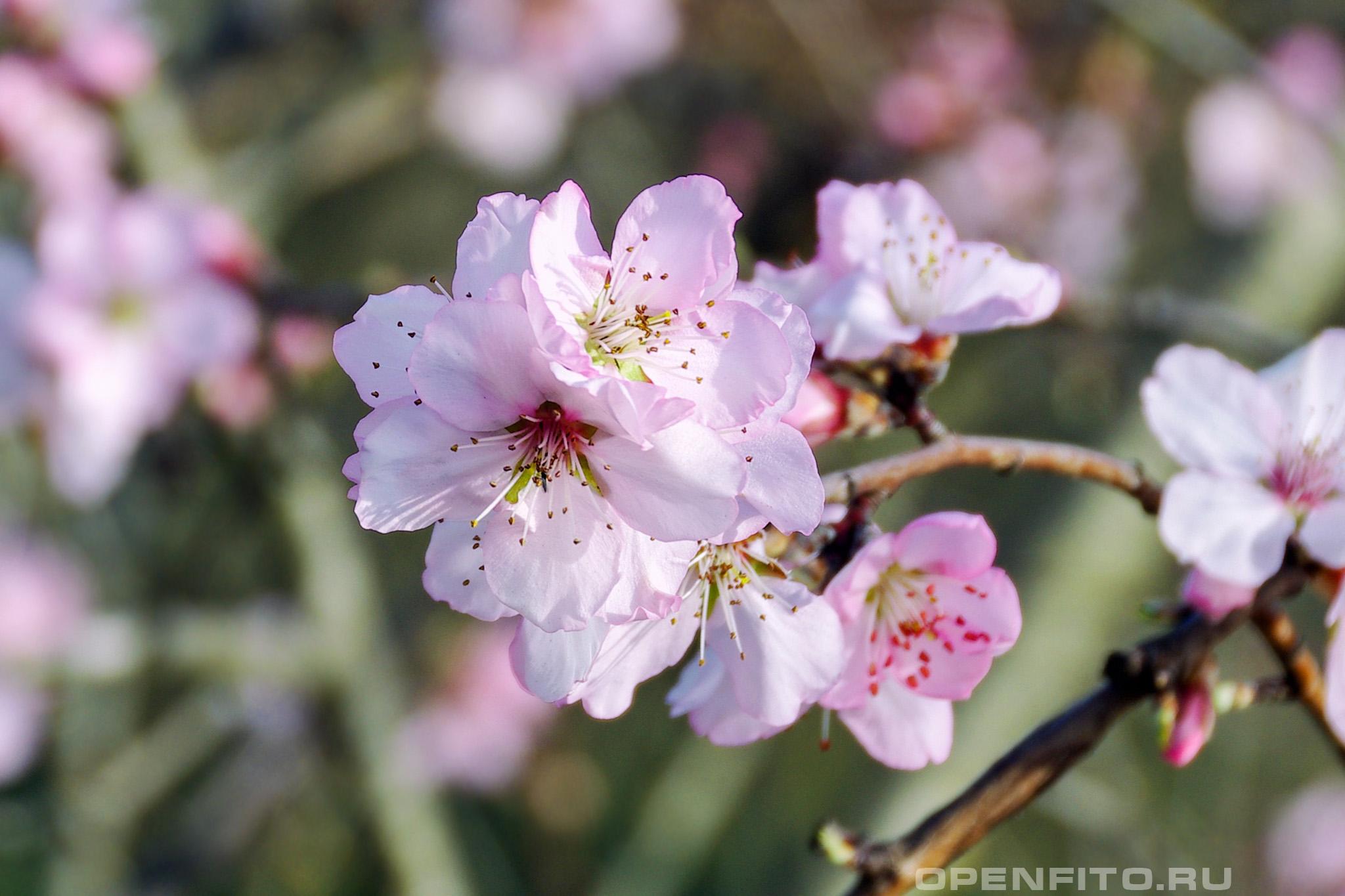 Персик обыкновенный - фотография цветка