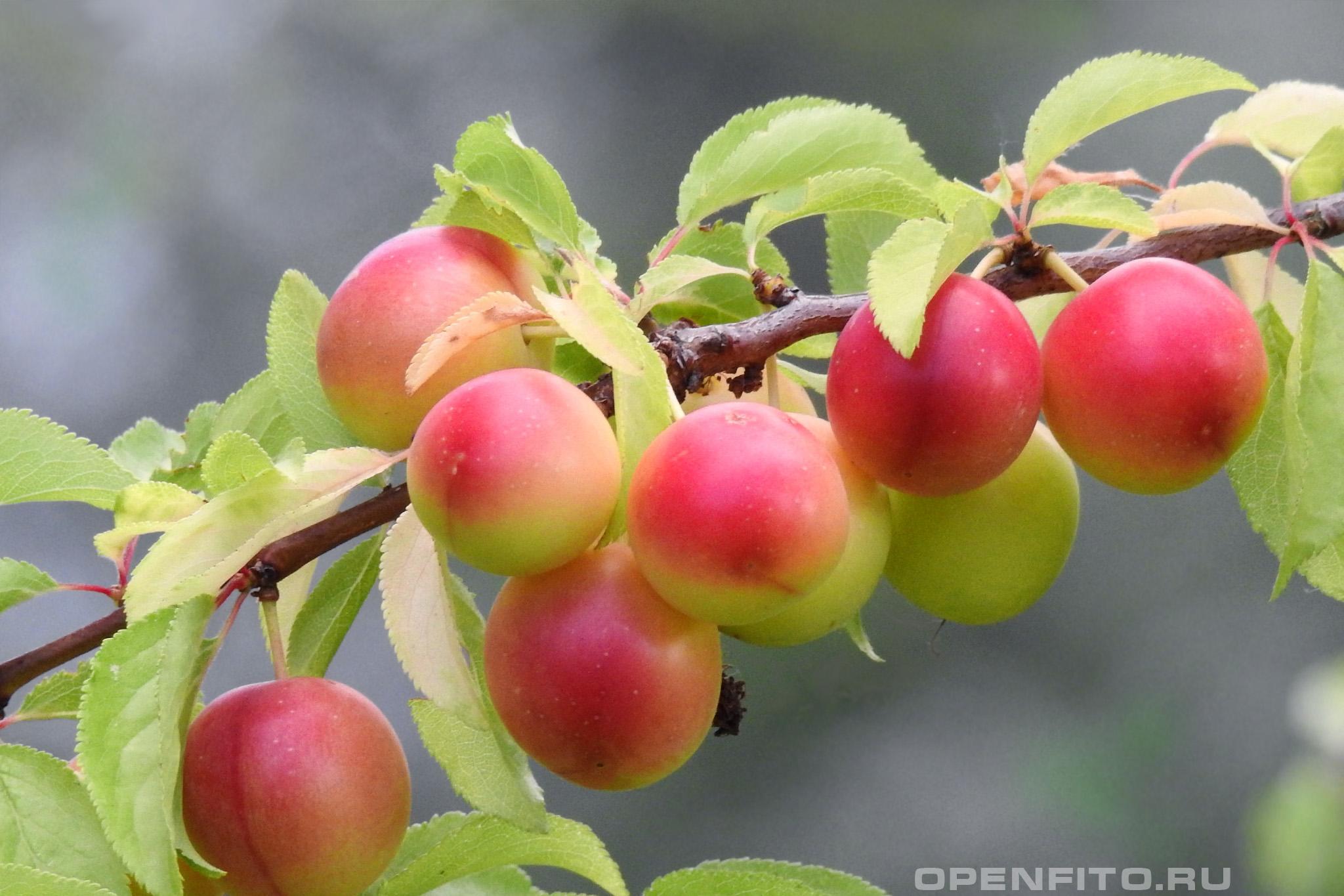 Слива вишненосная - фотография плодов