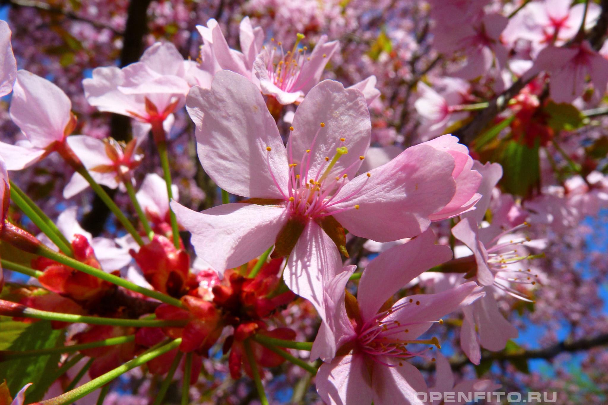Слива вишненосная - фотография цветка