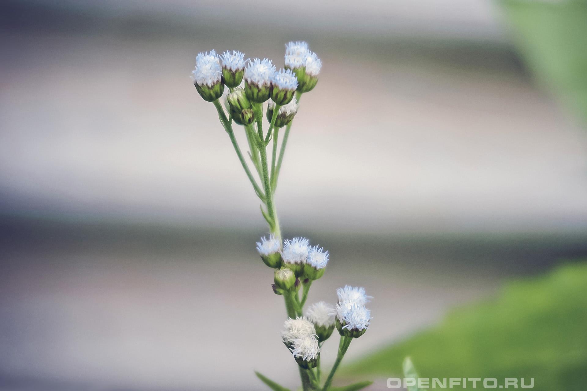 Агератум конизовидный - фотография цветка