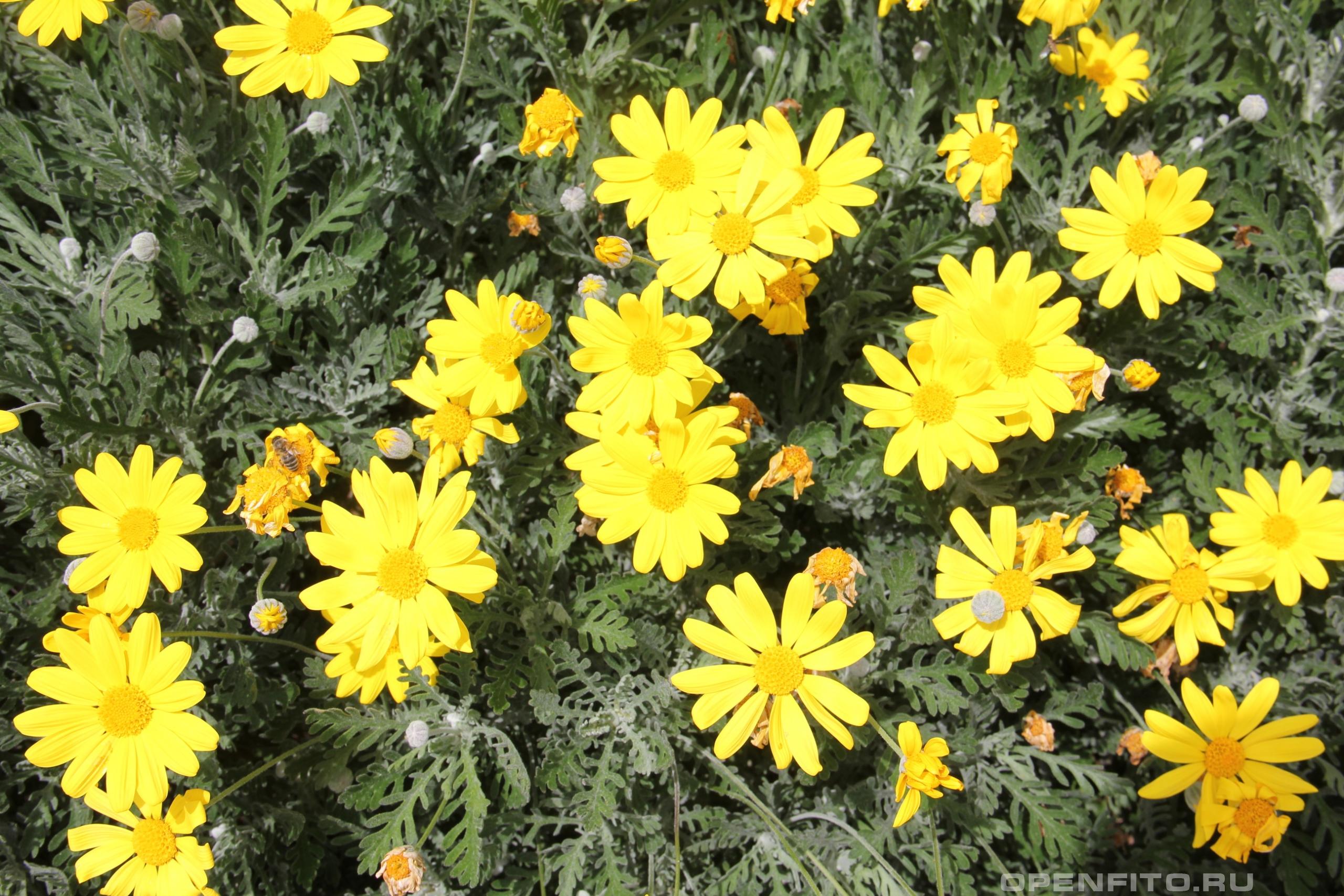 Эуриопс гребенчатый - фотография цветка