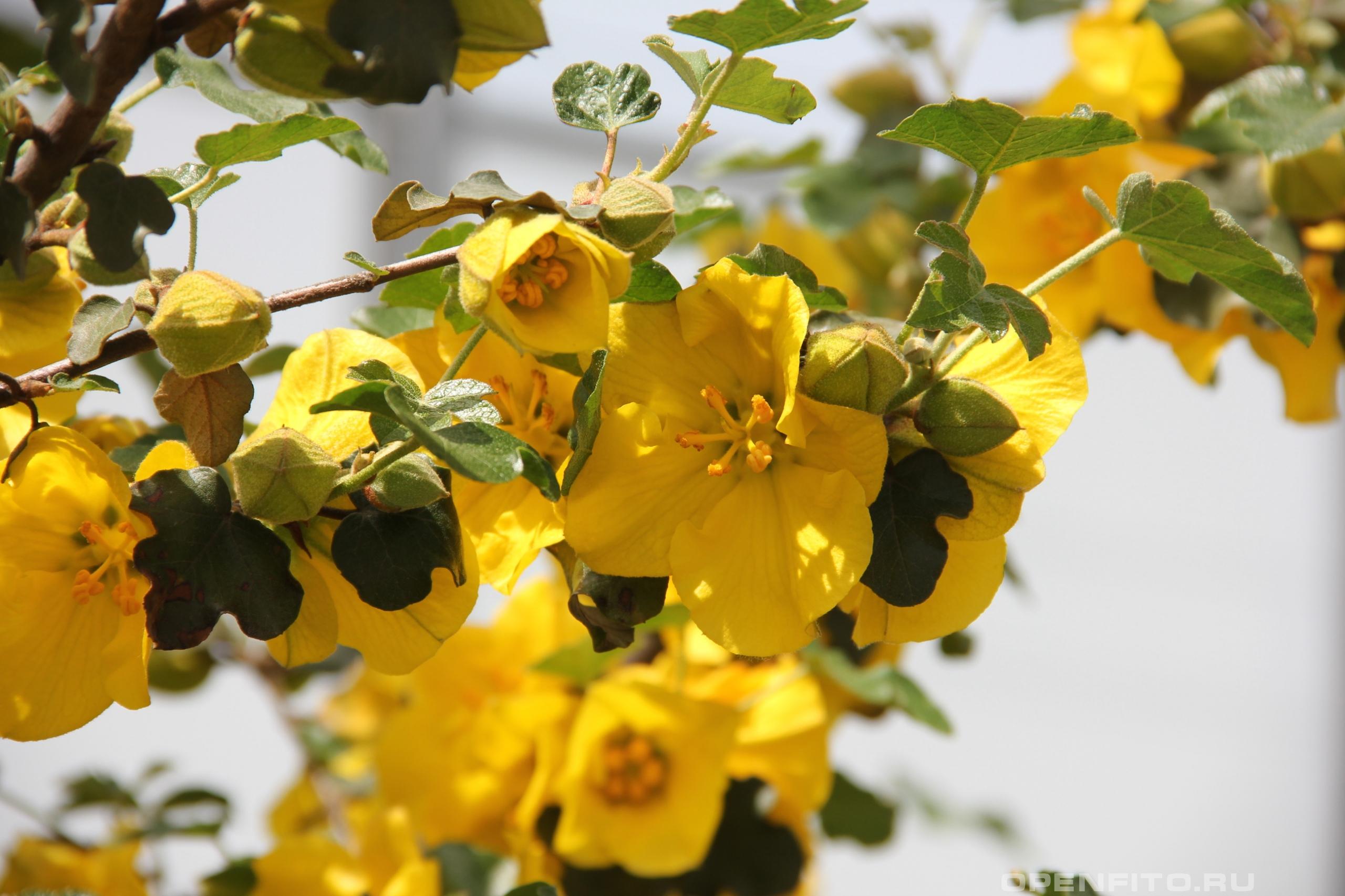 Фремонтодендрон калифорнийский - фотография цветка