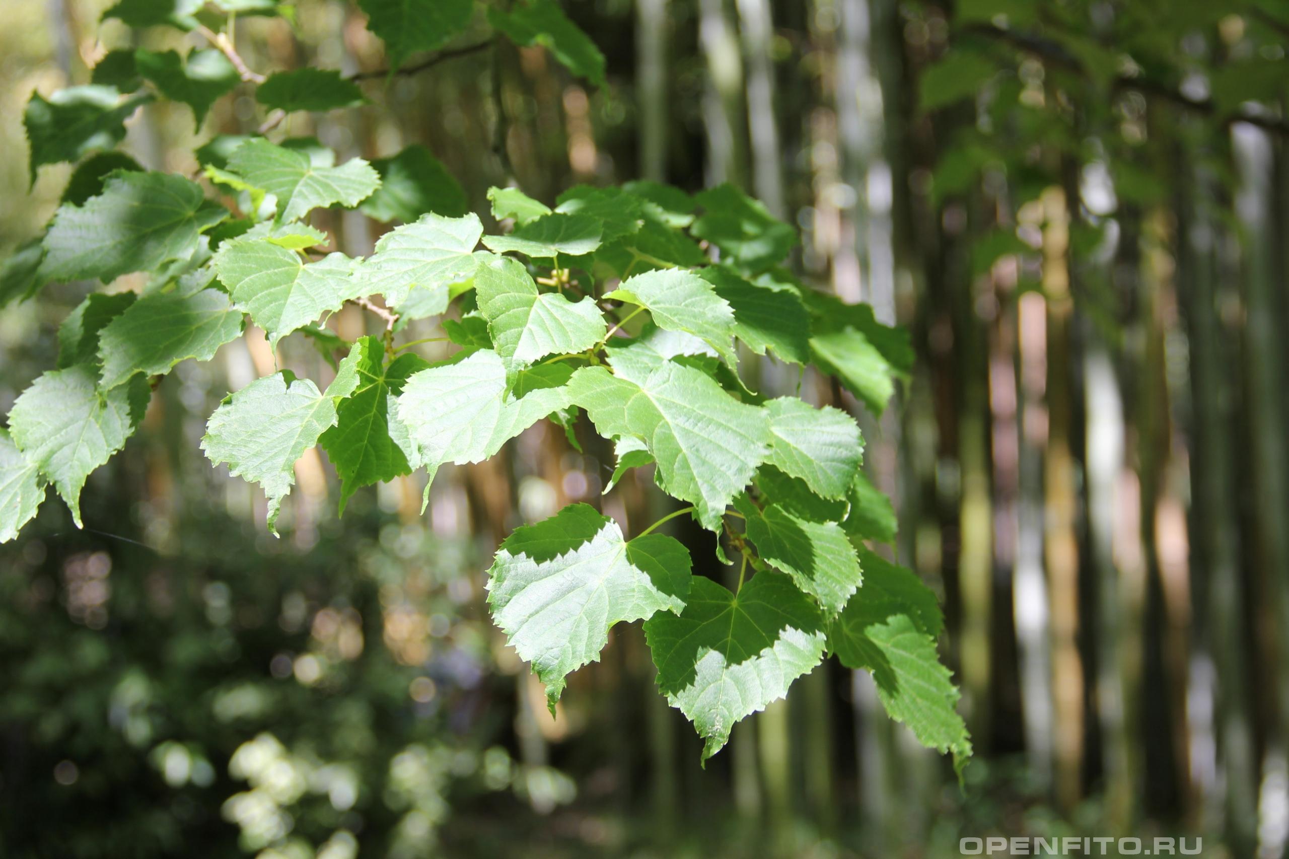 Липа амурская листья