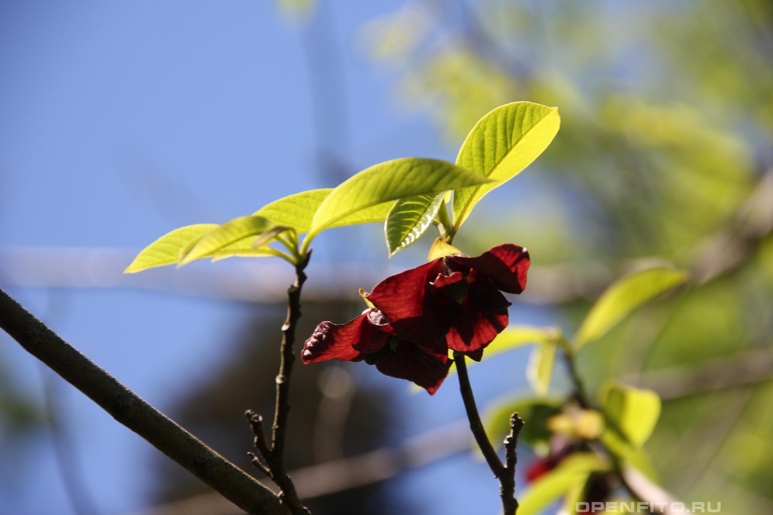 Азимина трехлопастная - фотография цветка