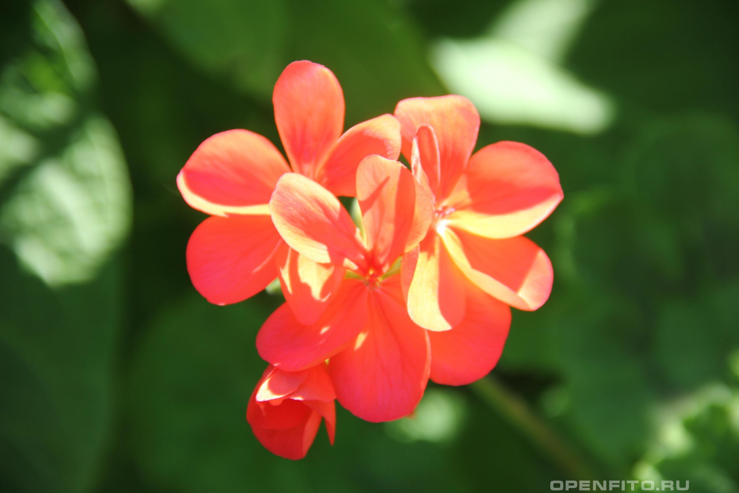 Пеларгония садовая - фотография цветка
