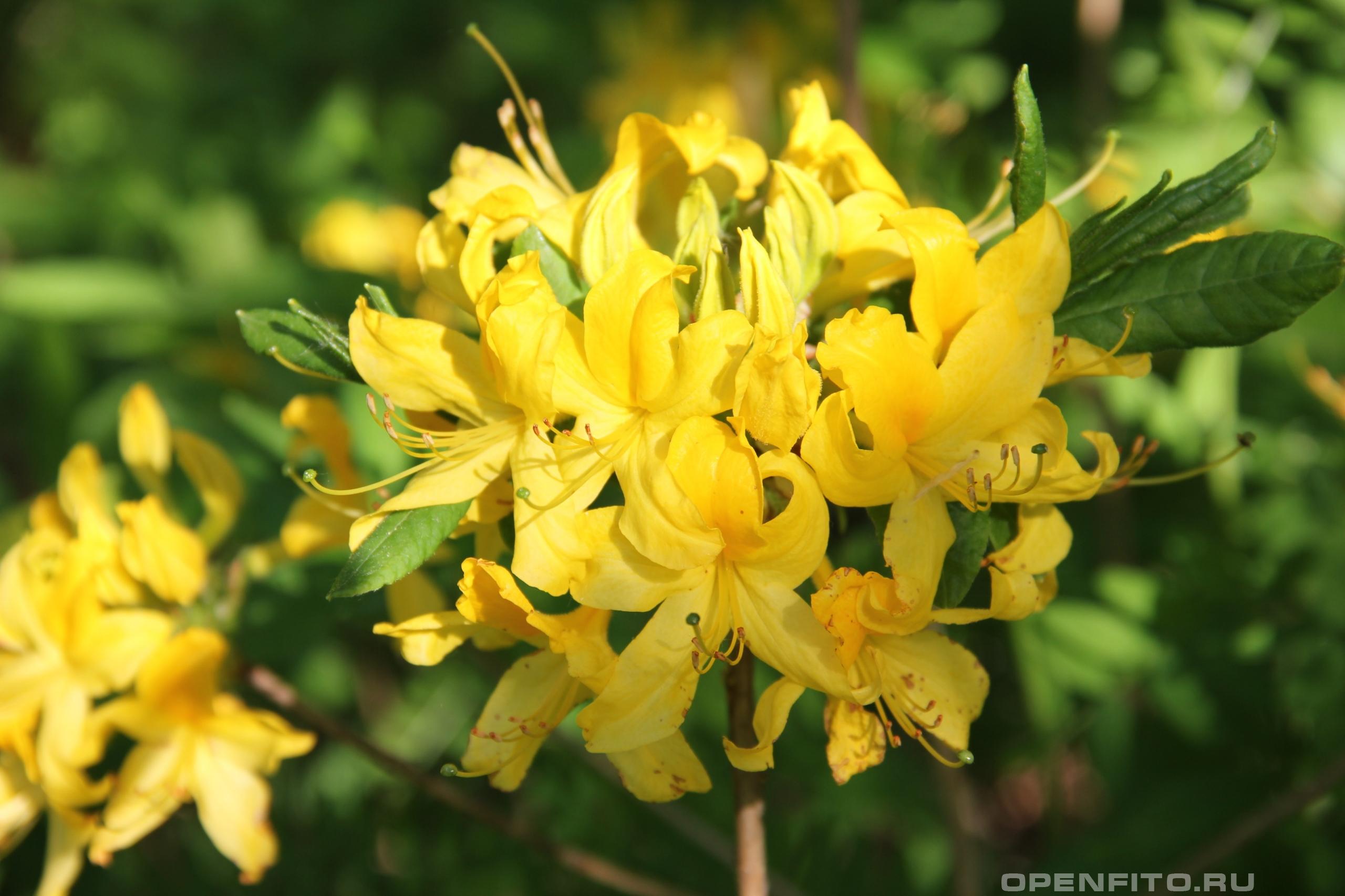 Рододендрон желтый - фотография цветка