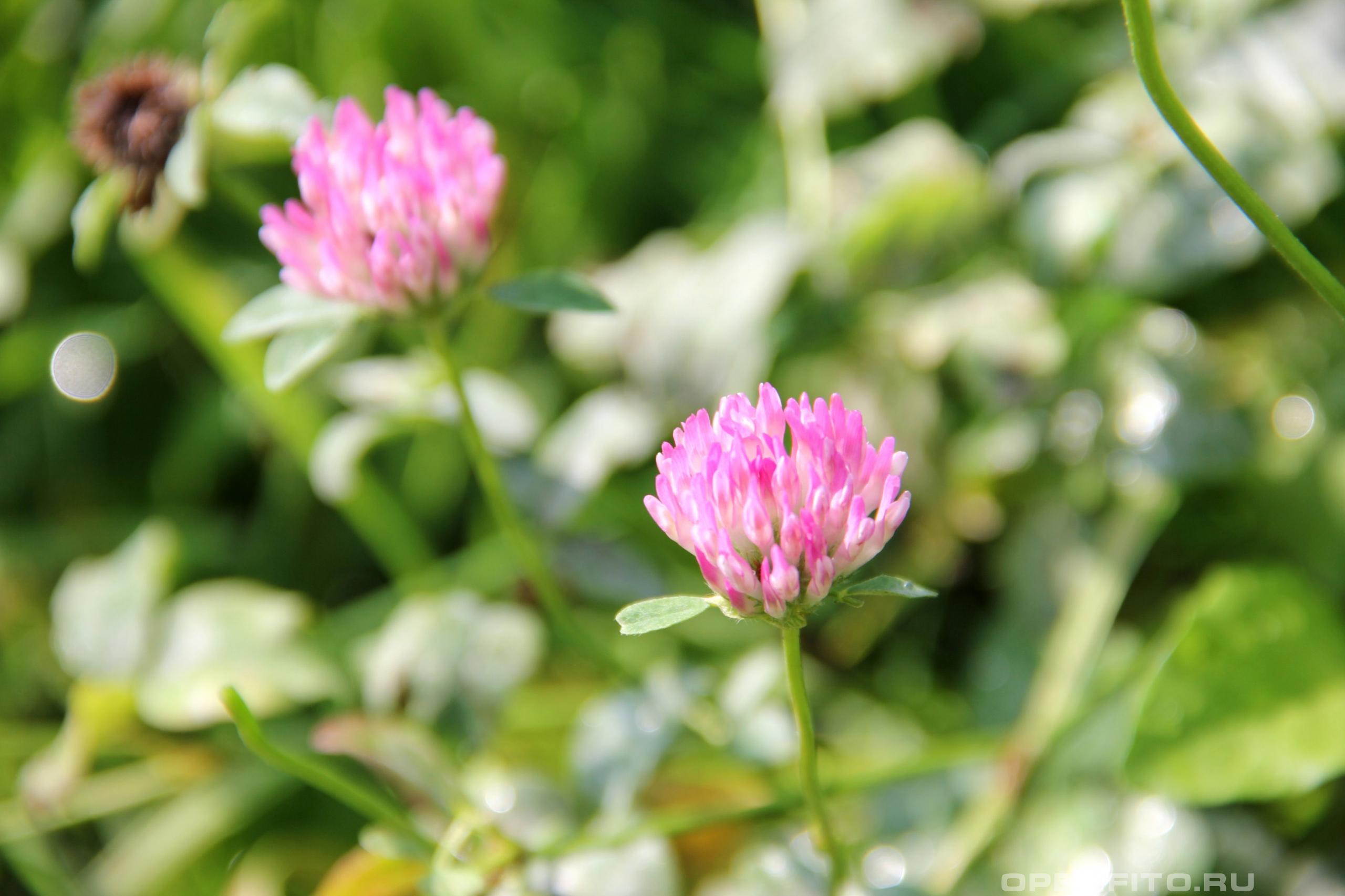 Клевер луговой - фотография цветка