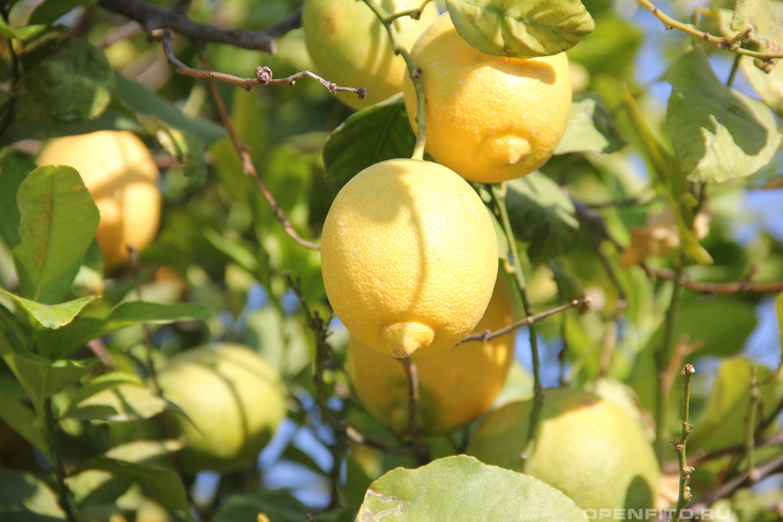Цитрус лимон - фотография плодов