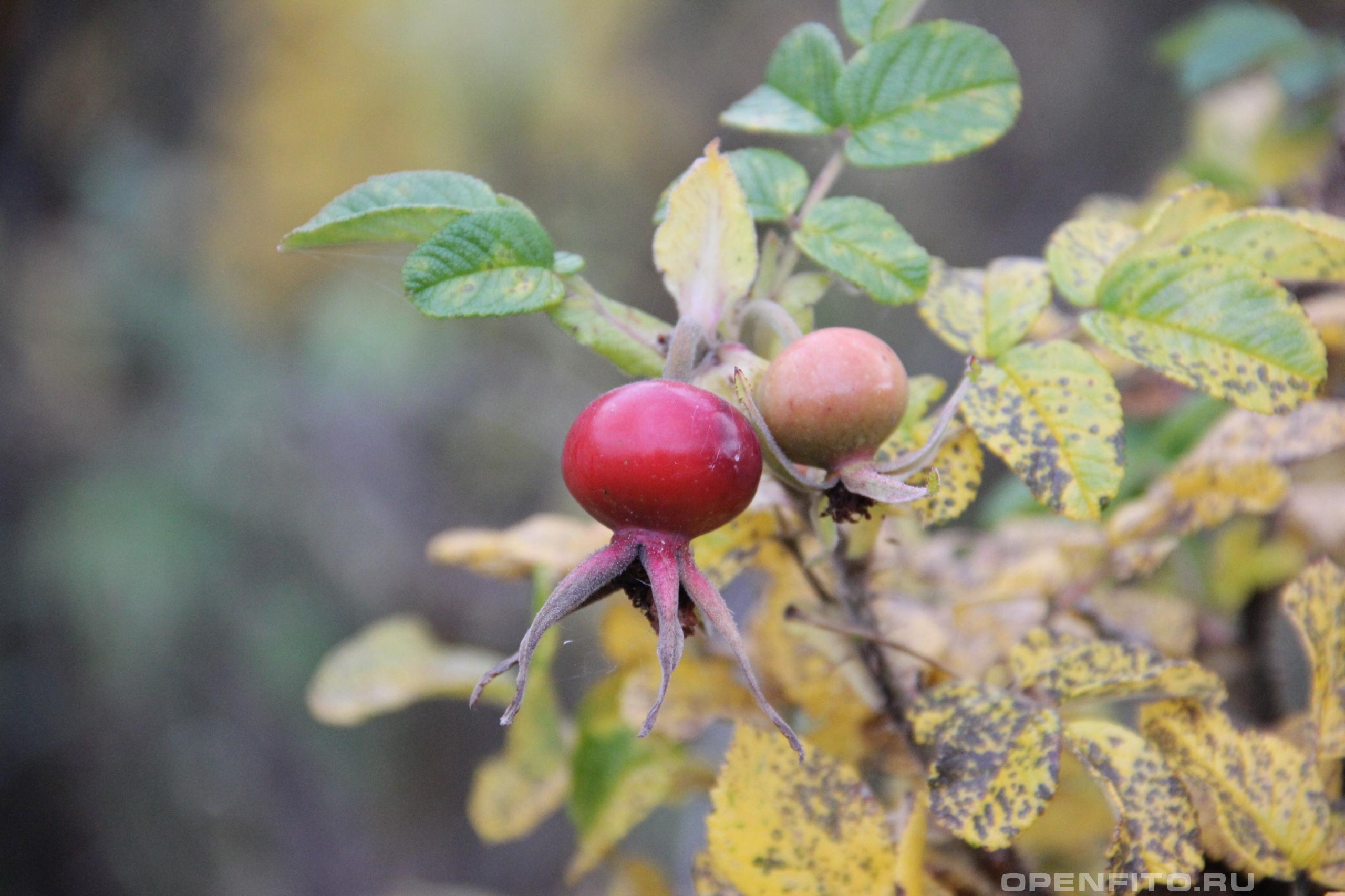 Роза морщинистая - фотография плодов