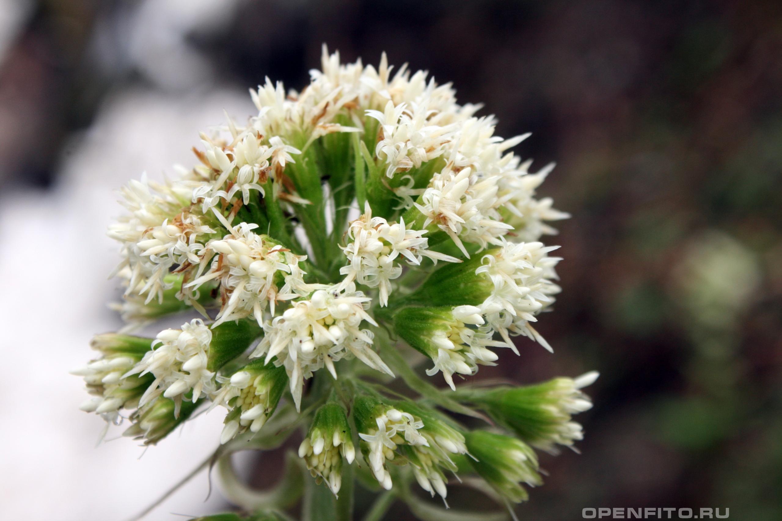 Белокопытник белый - фотография цветка