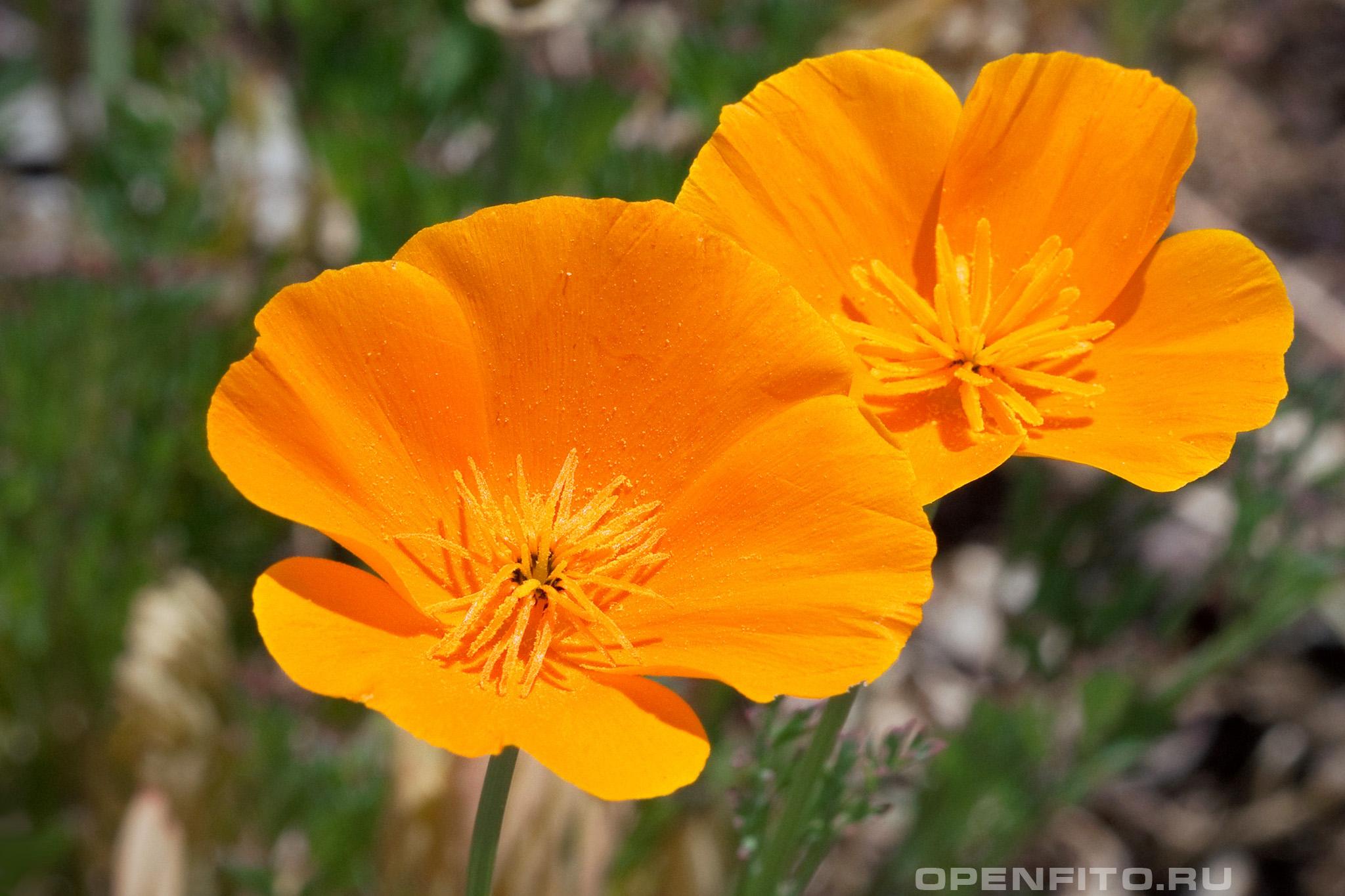 Эшшольция калифорнийская - фотография цветка