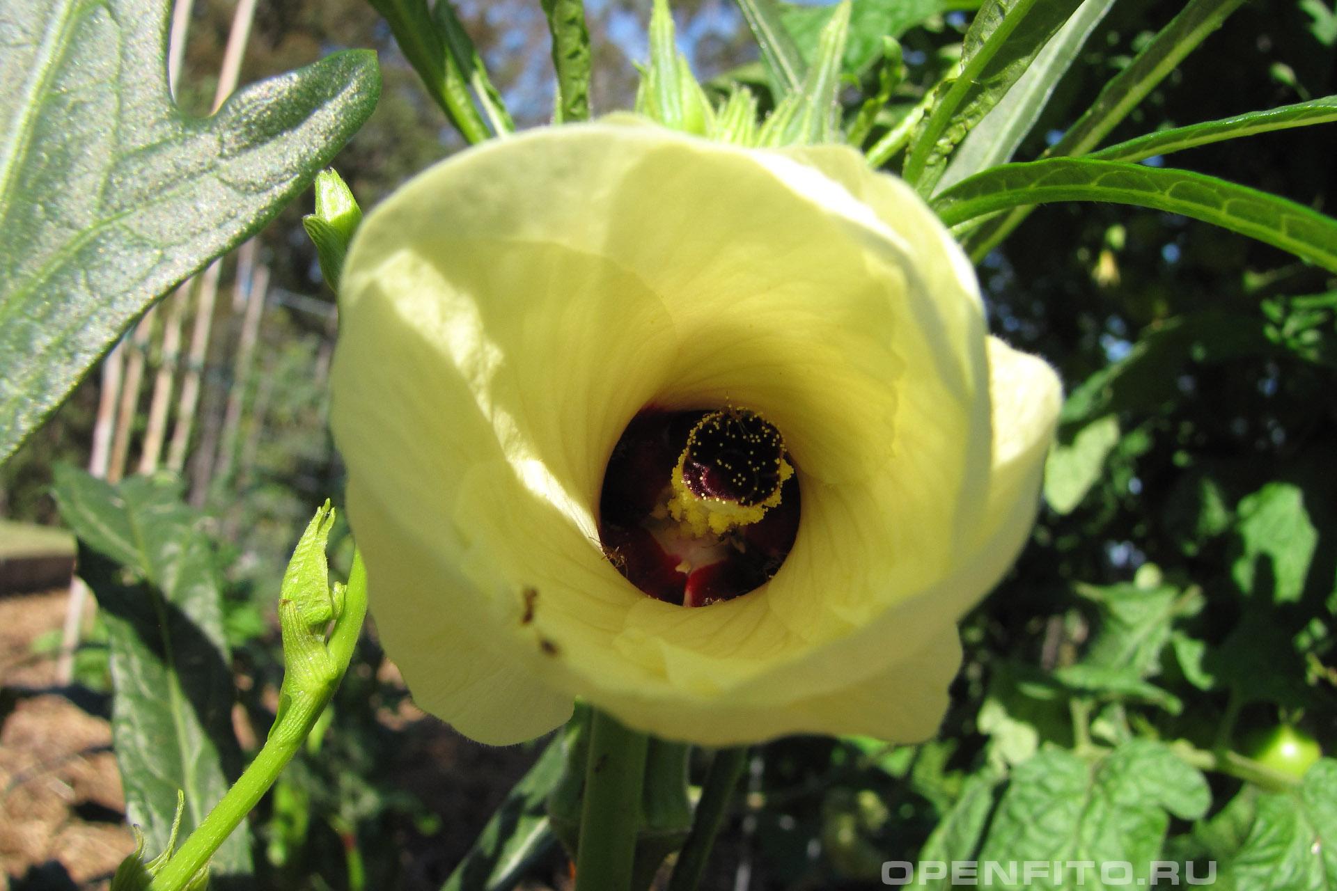 Гибискус съедобный - фотография цветка