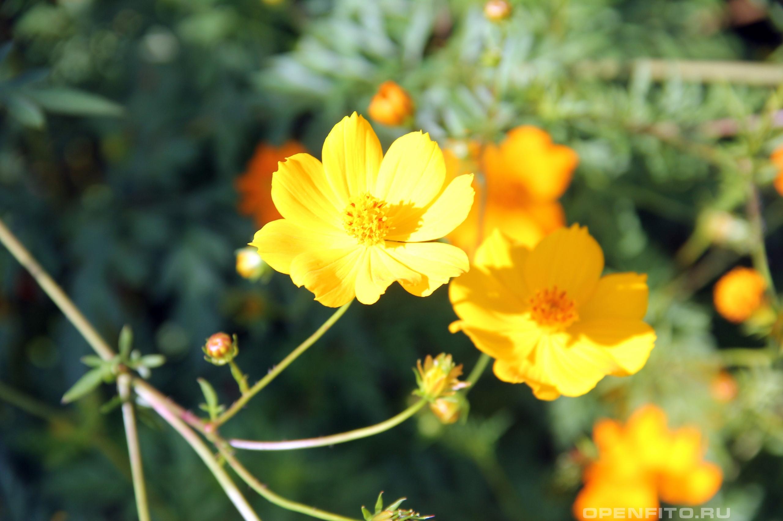 Космея желтая - фотография цветка