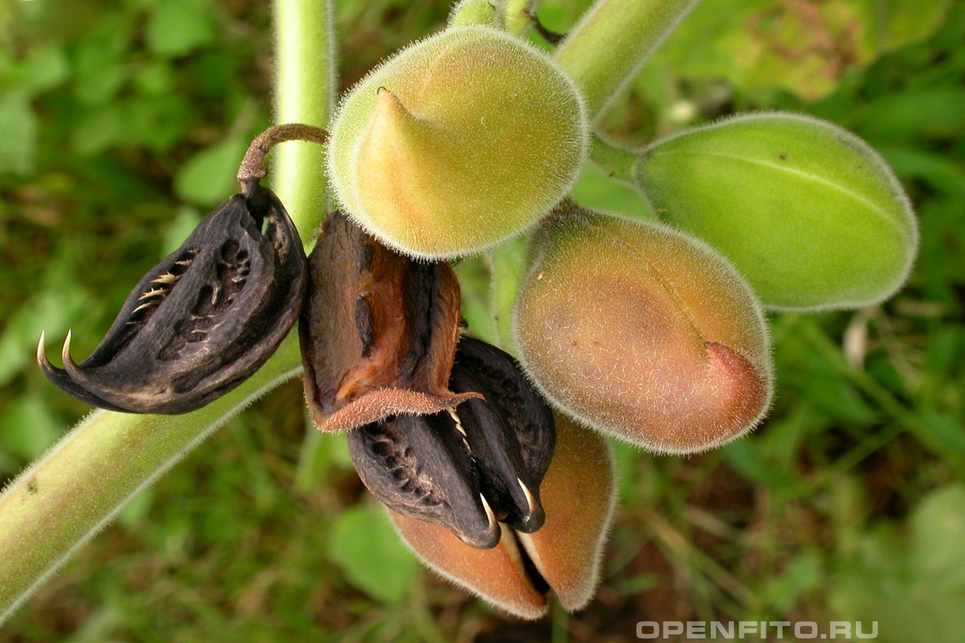 Мартиния душистая - фотография плодов