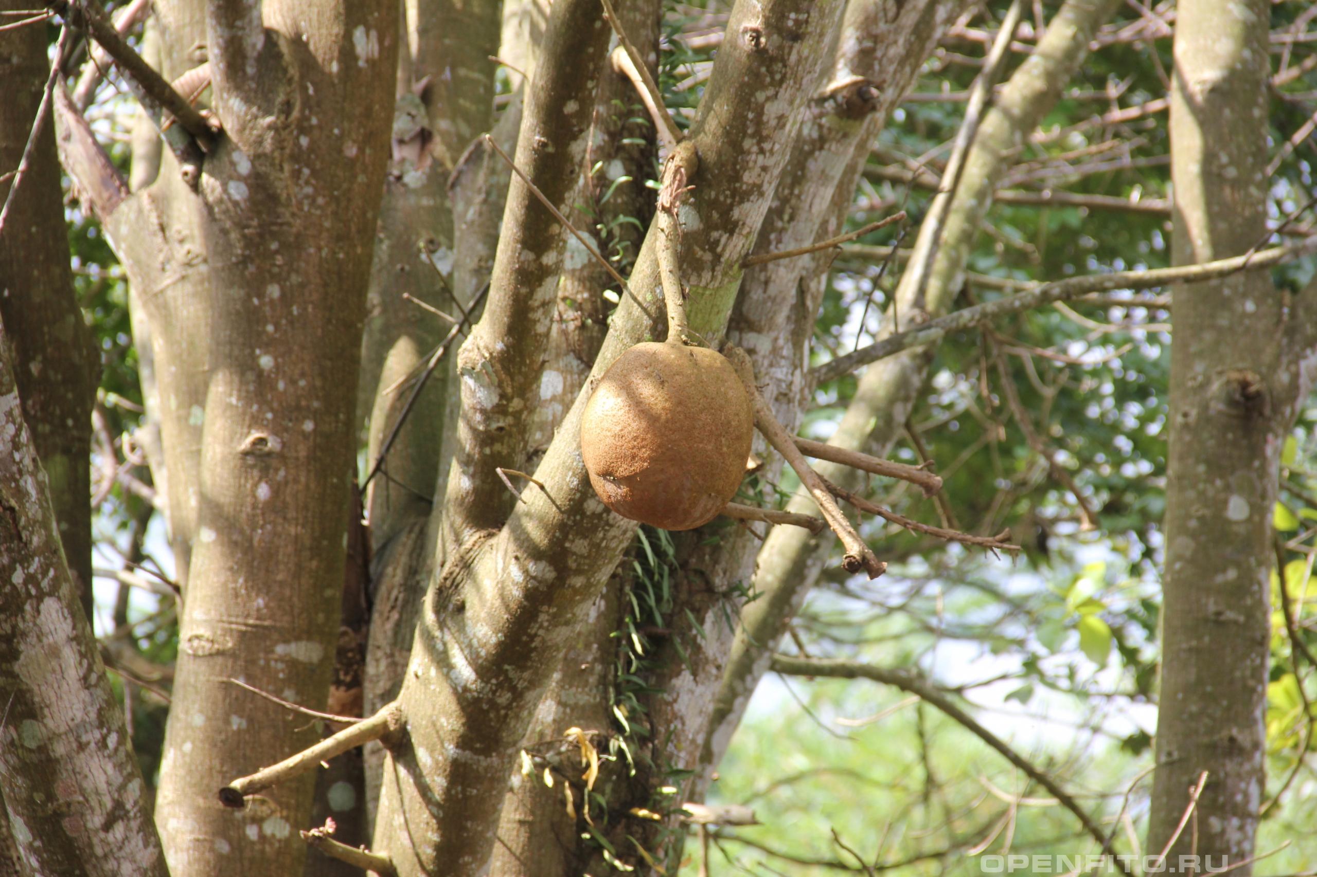 Курупита гвианская - фотография плодов