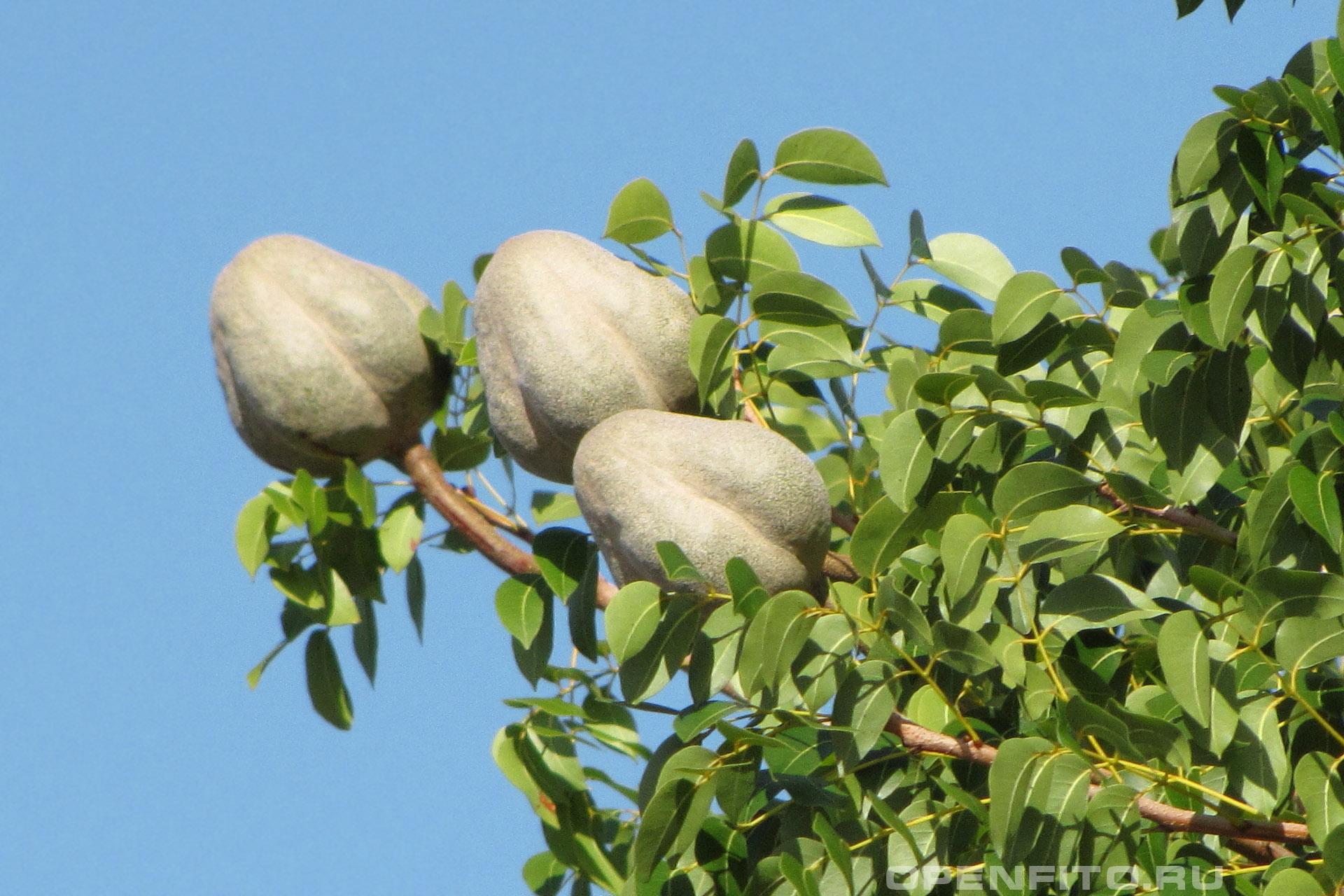 Свитения махагони - фотография плодов