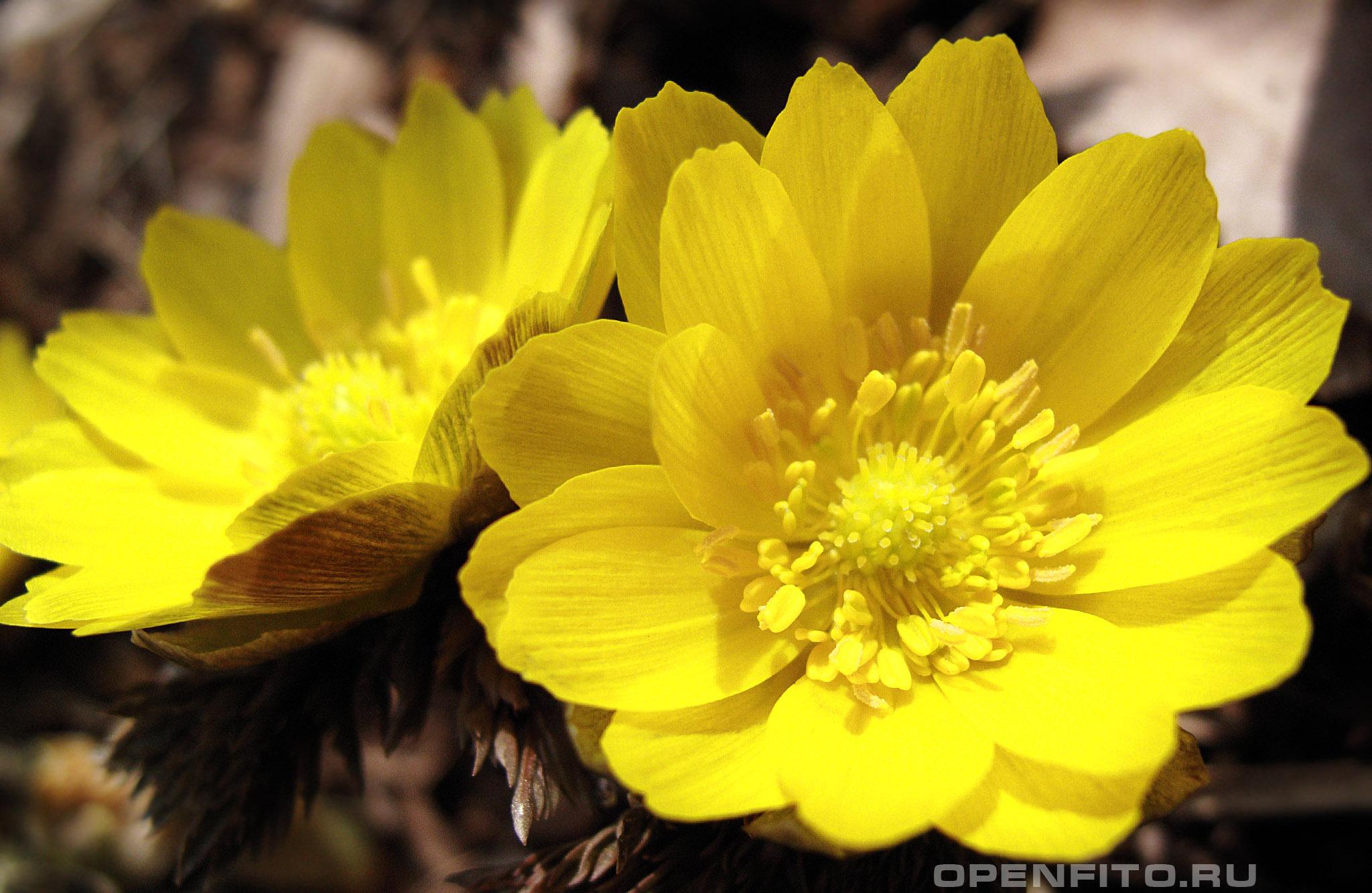 Адонис амурский - фотография цветка