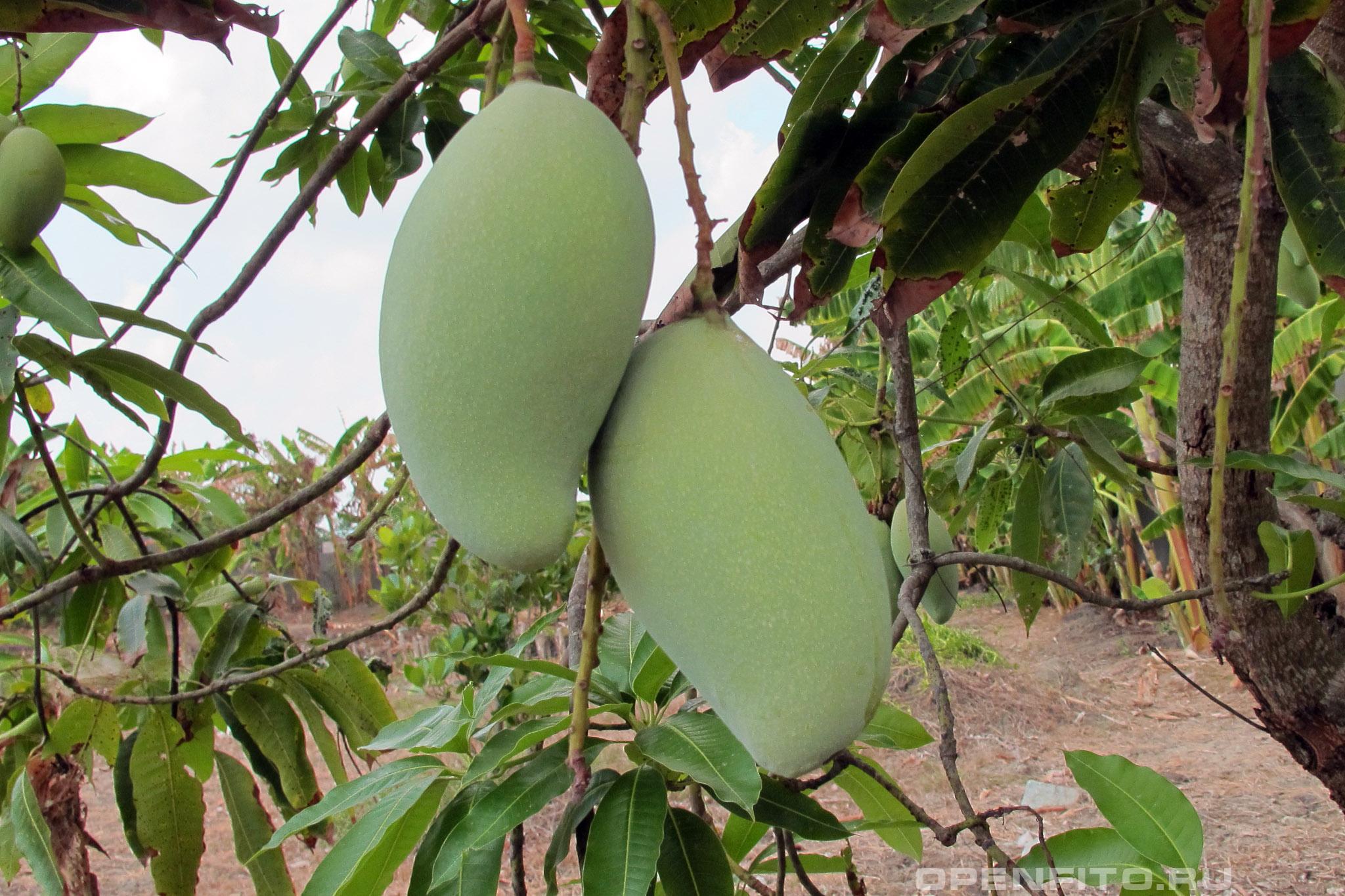 Манго индийское - фотография плодов