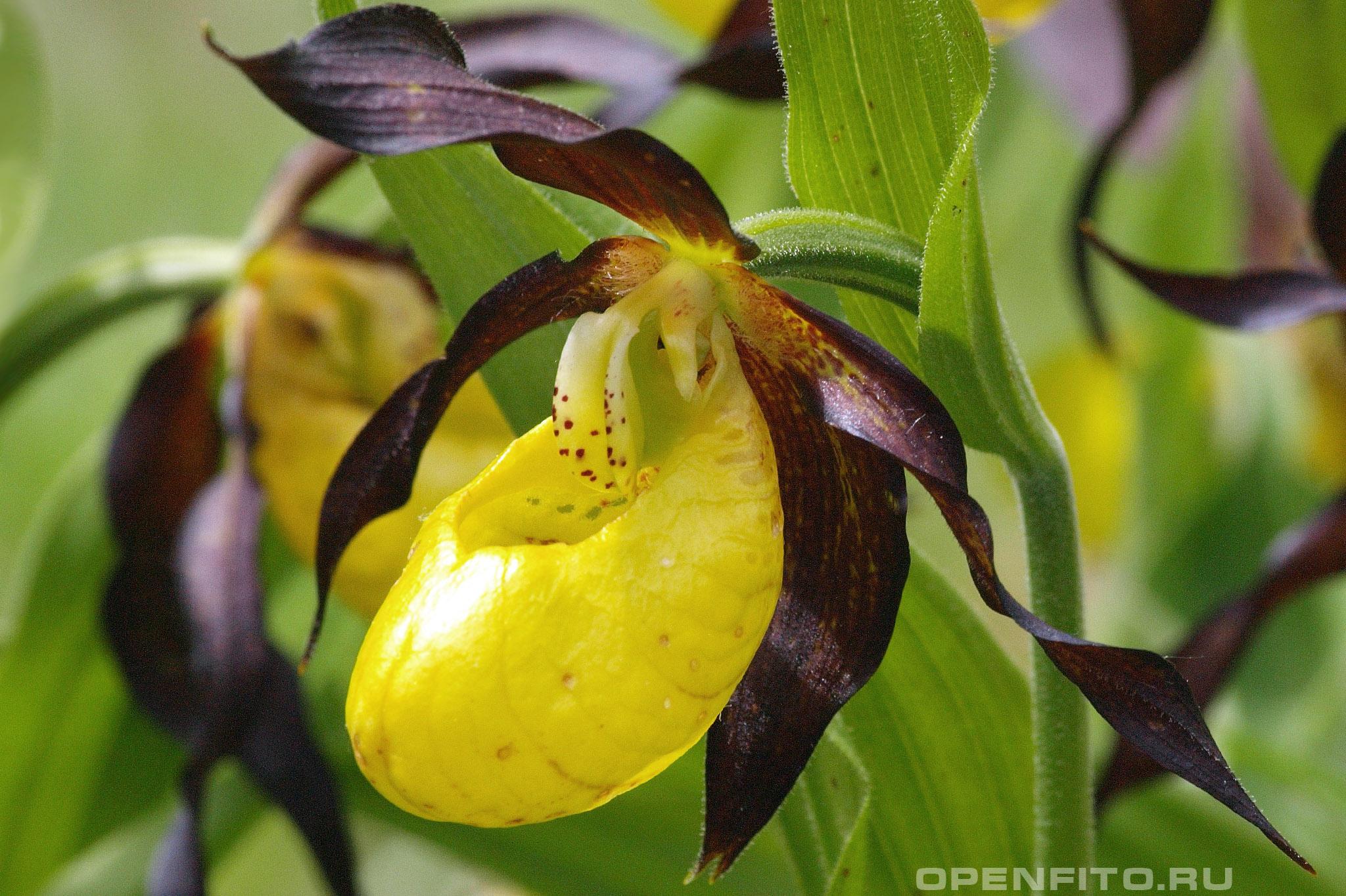 Башмачок обыкновенный - фотография цветка
