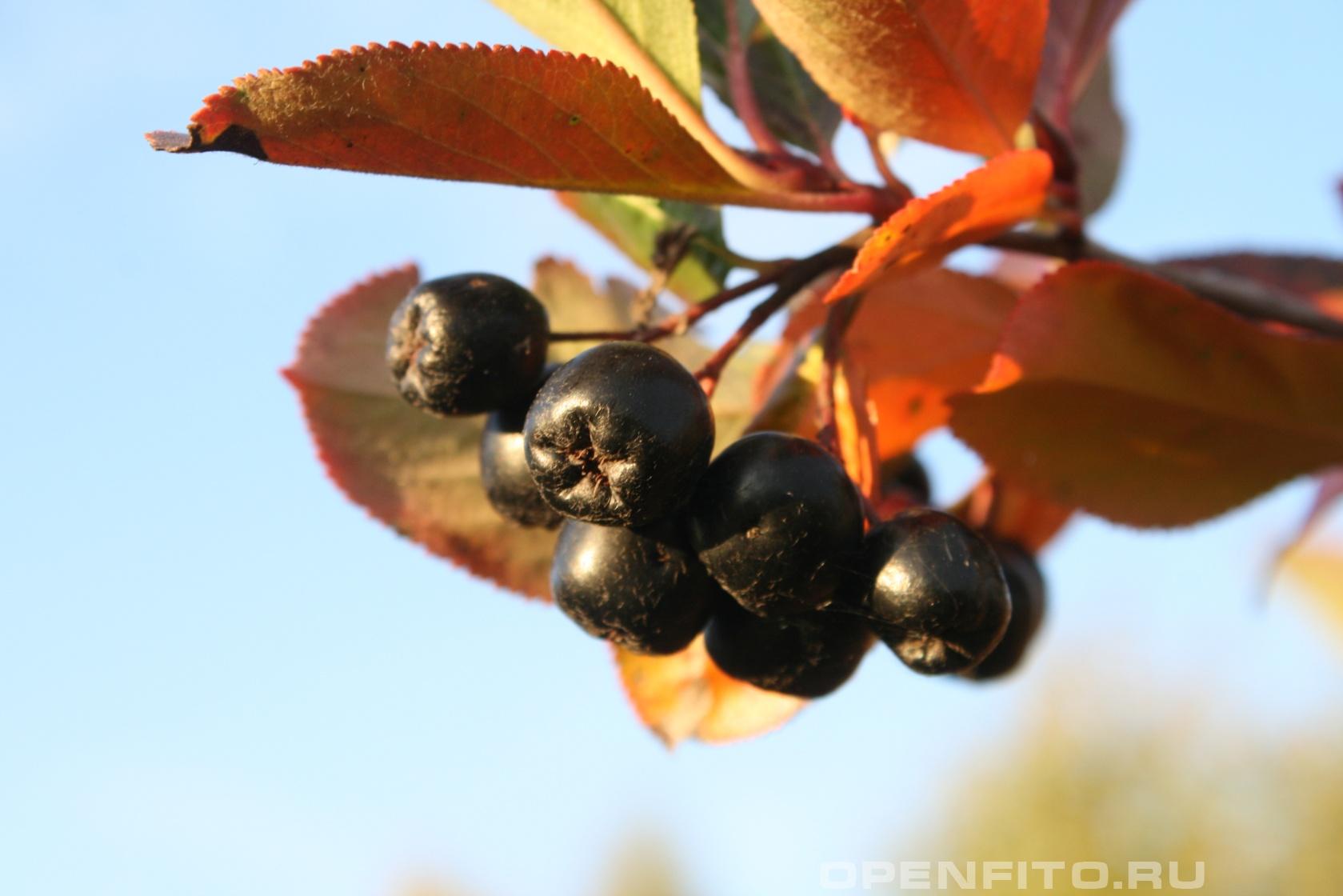 Арония черноплодная - фотография плодов