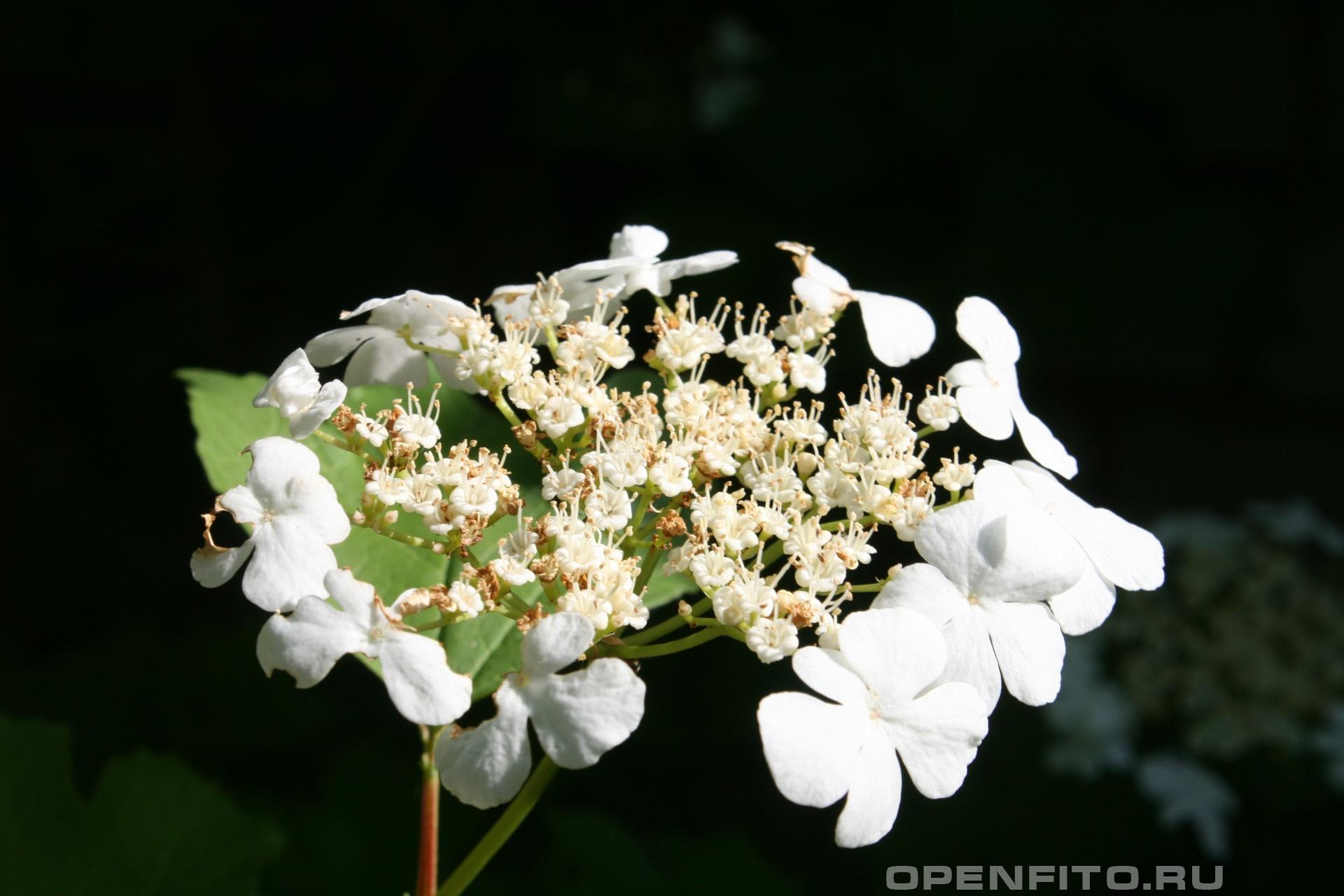 Калина - фотография цветка