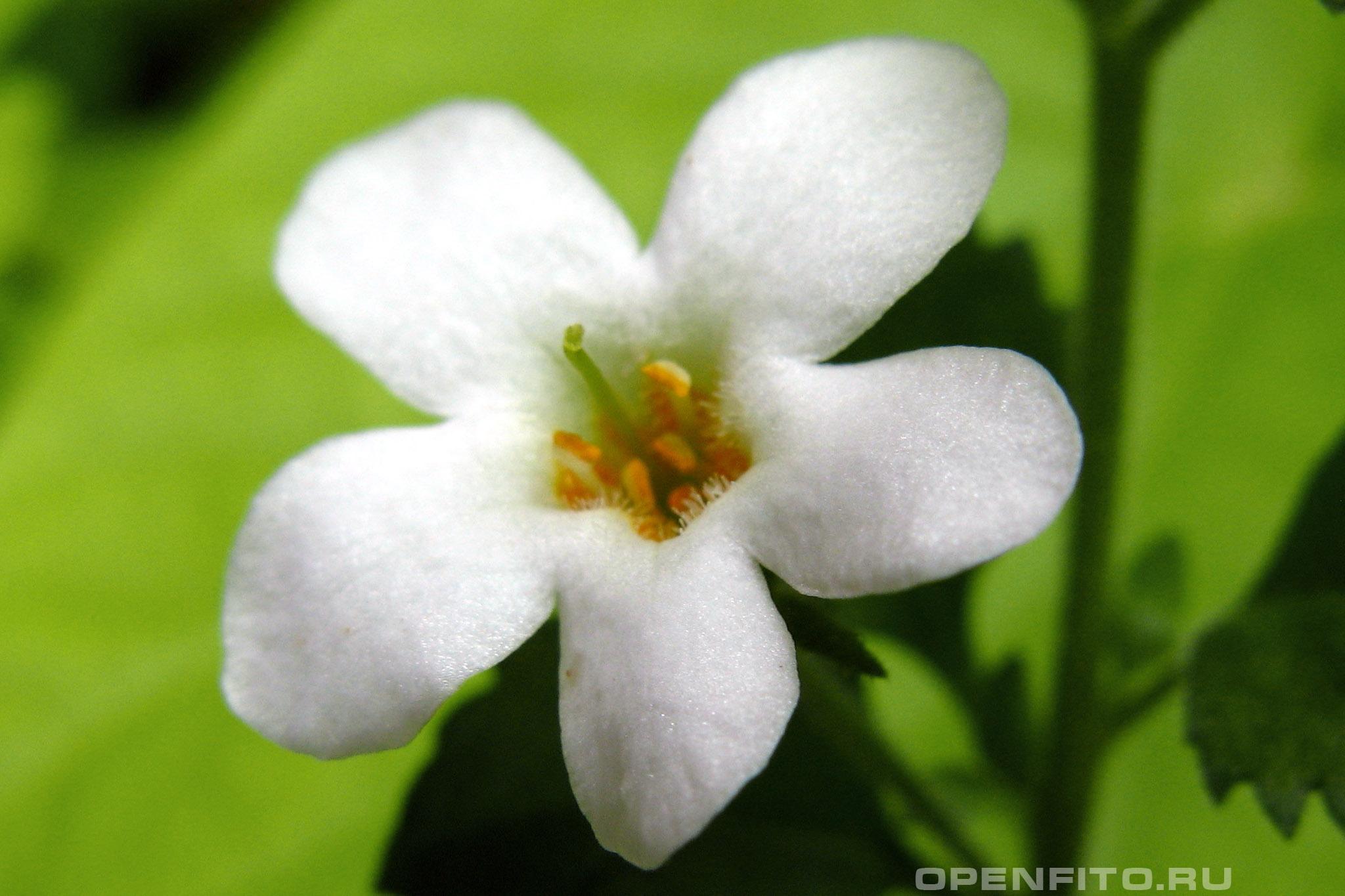 Бакопа Монье - фотография цветка