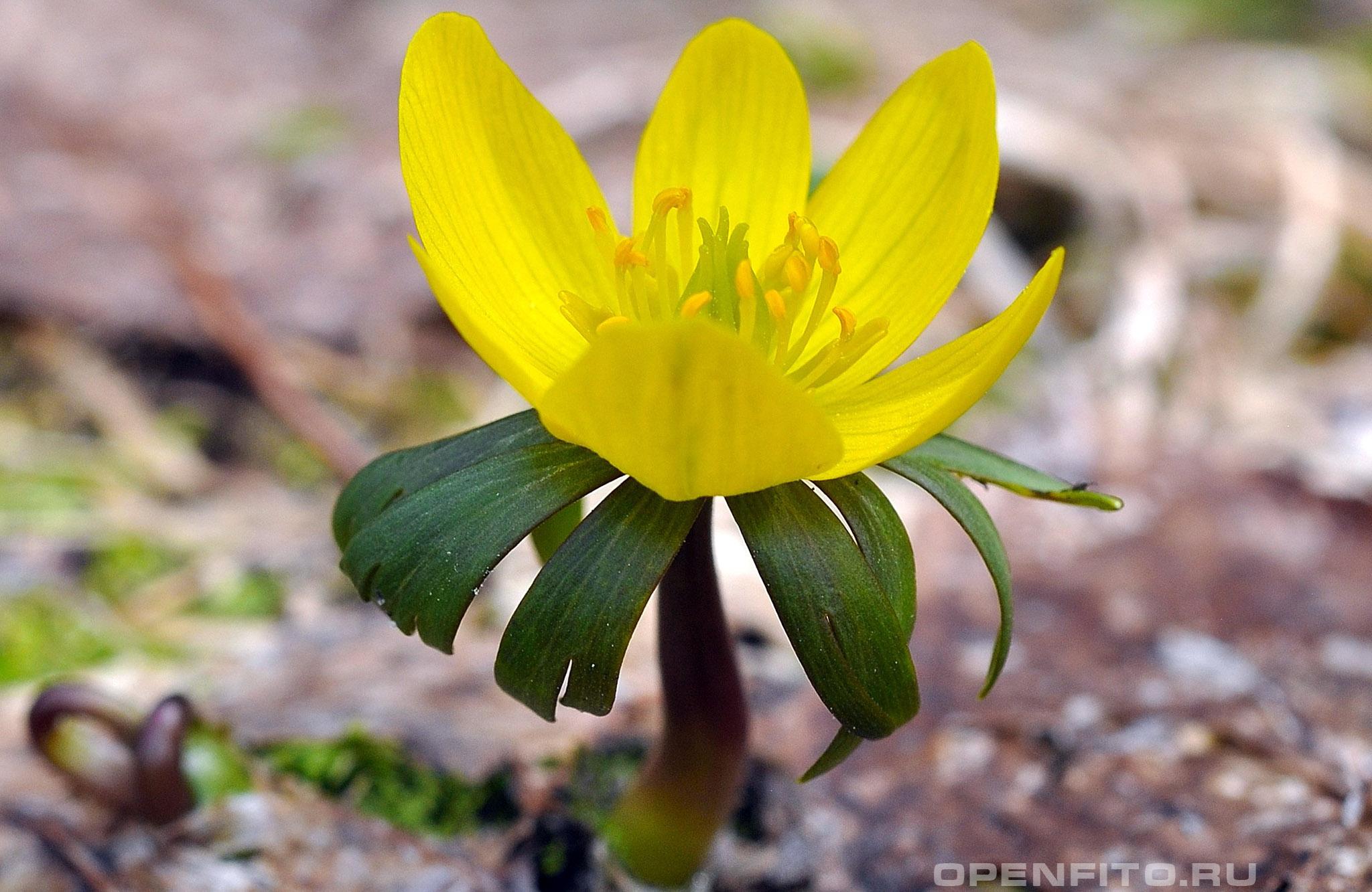 Весенник киликийский - фотография цветка
