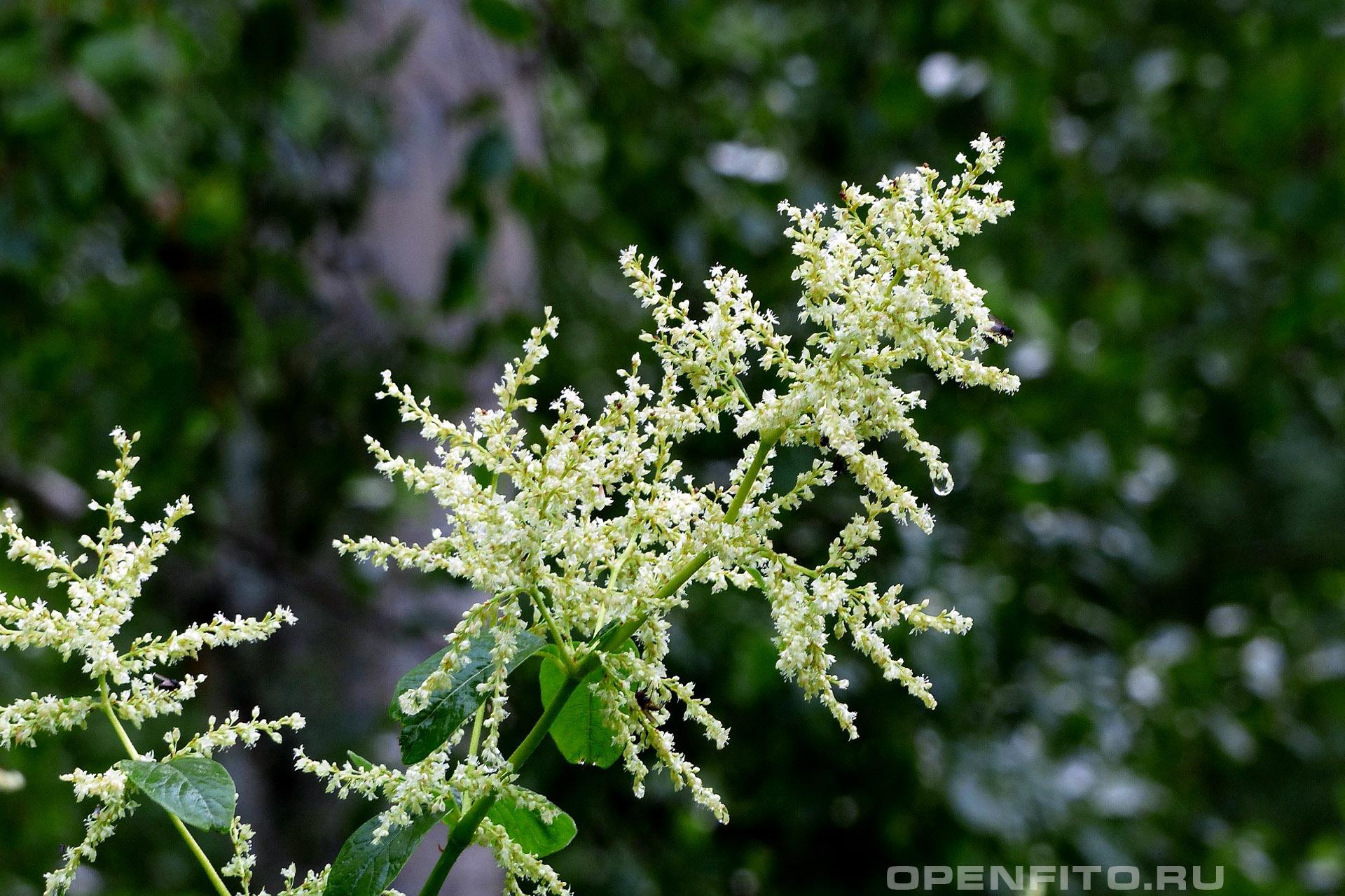 Таран финский - фотография цветка