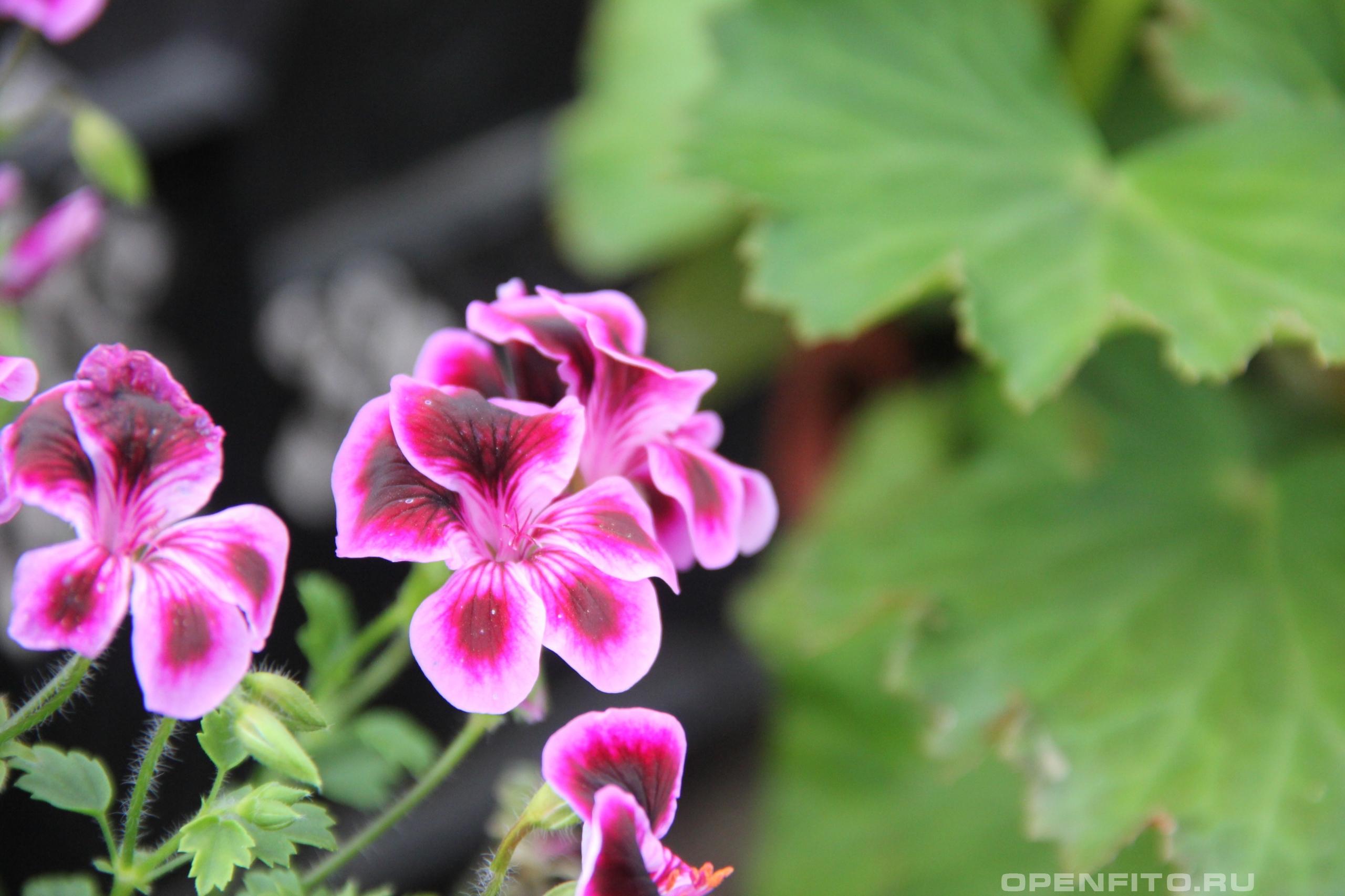 Пеларгония домашняя - фотография цветка