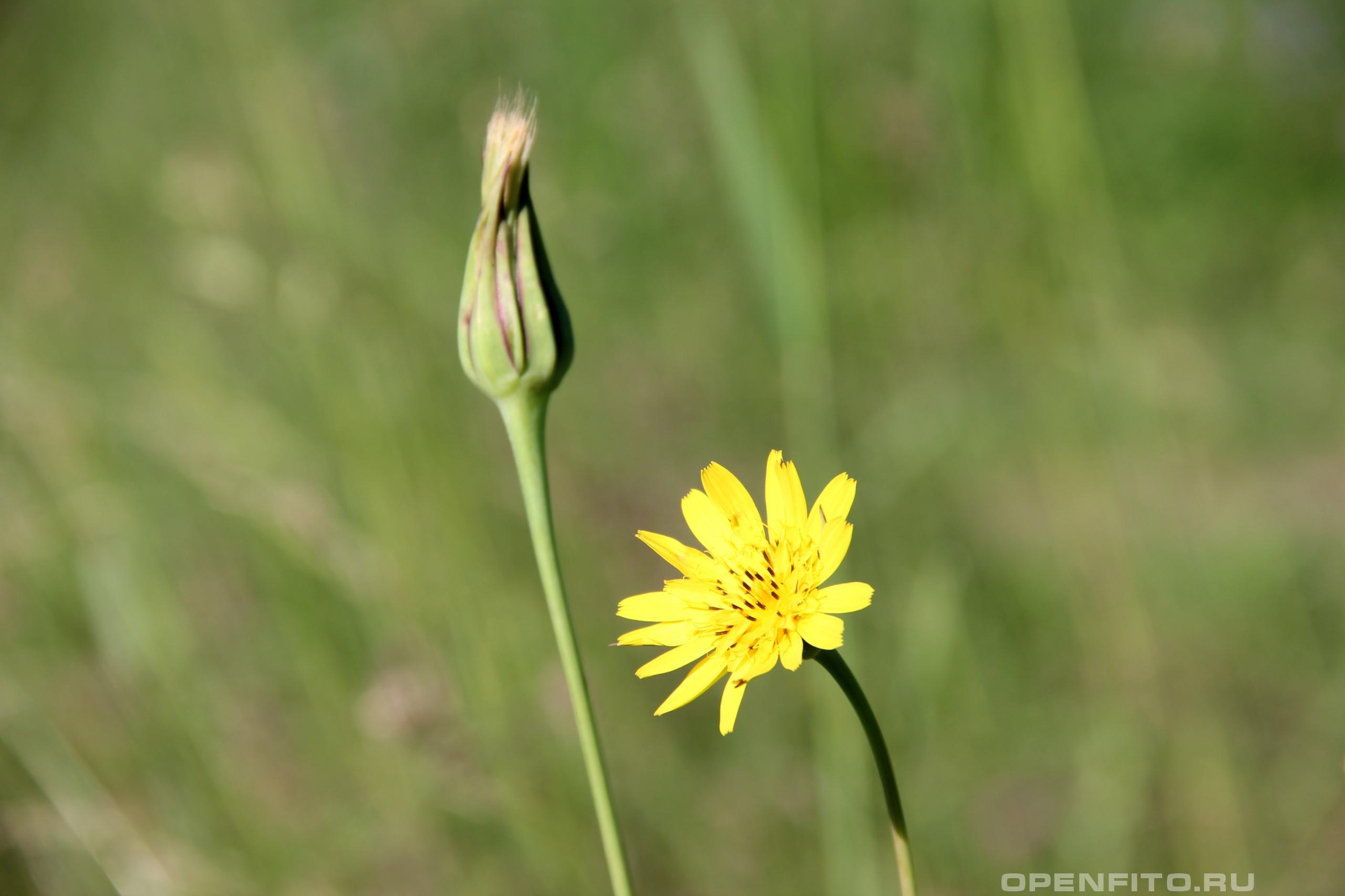 Козлобородник восточный - фотография цветка