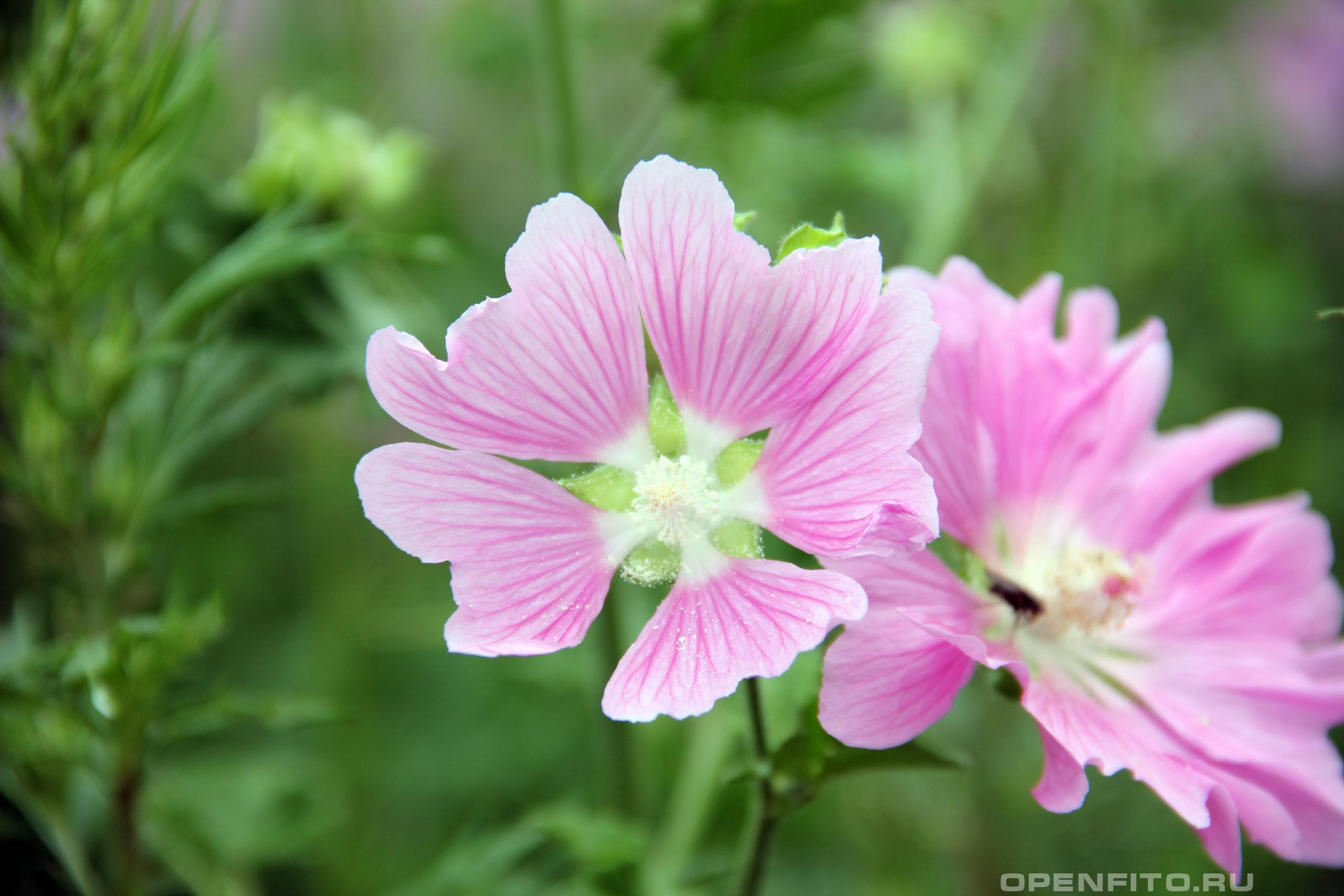 Хатьма тюрингенская - фотография цветка