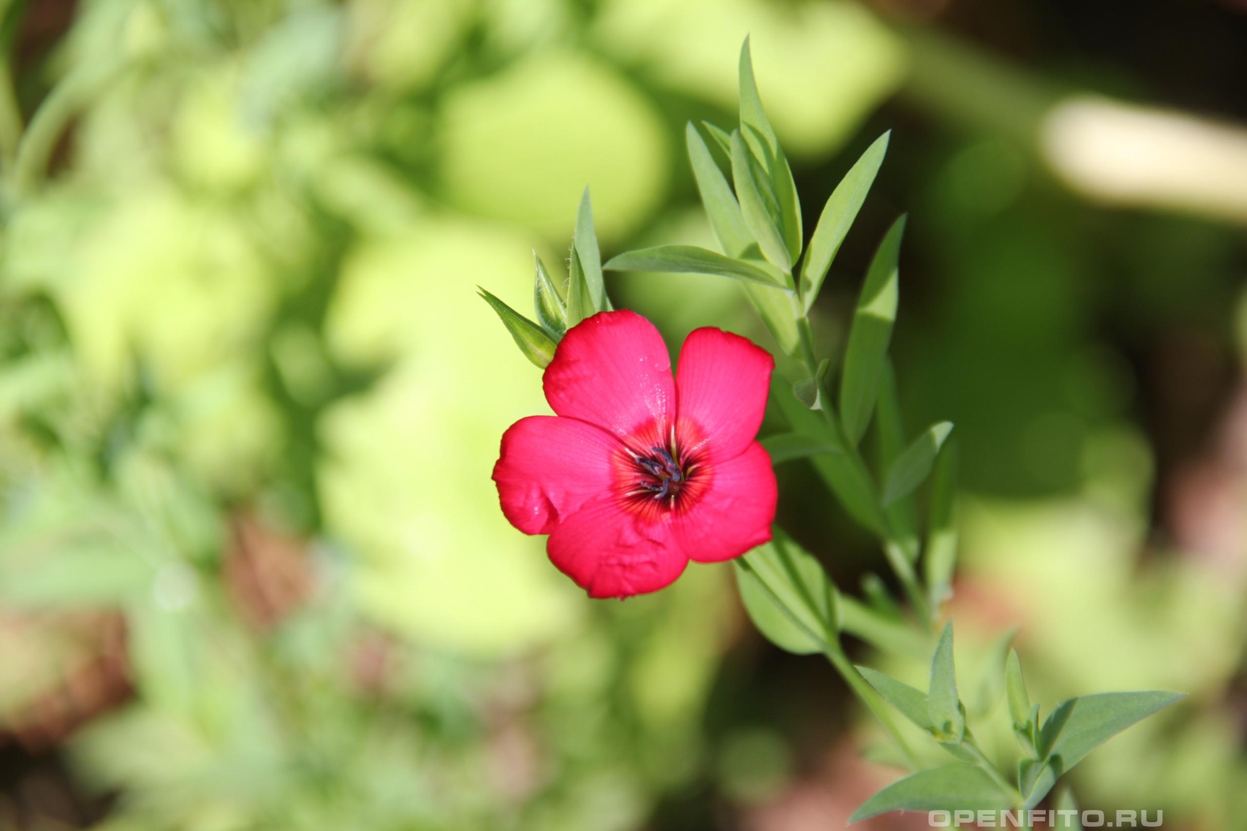 Лен крупноцветковый - фотография цветка