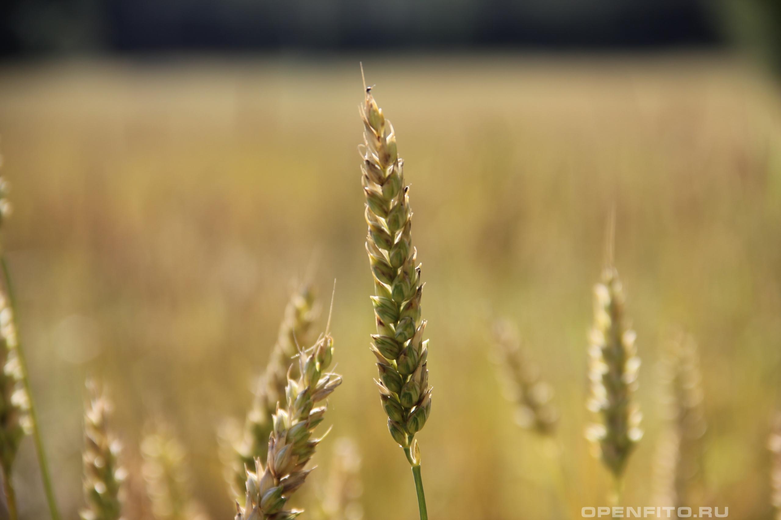 Пшеница мягкая - фотография плодов