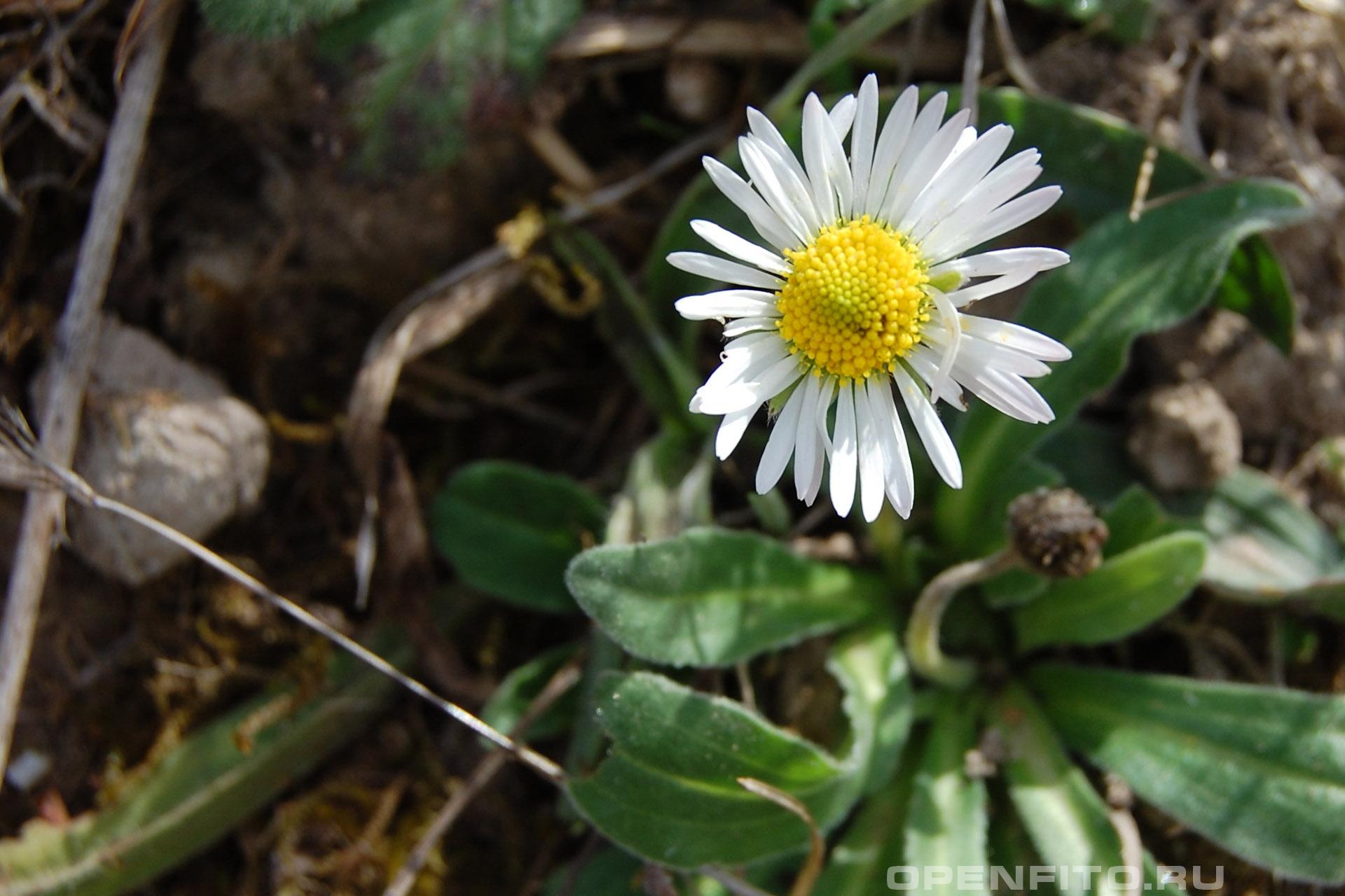 Нивяник субальпийский - фотография цветка