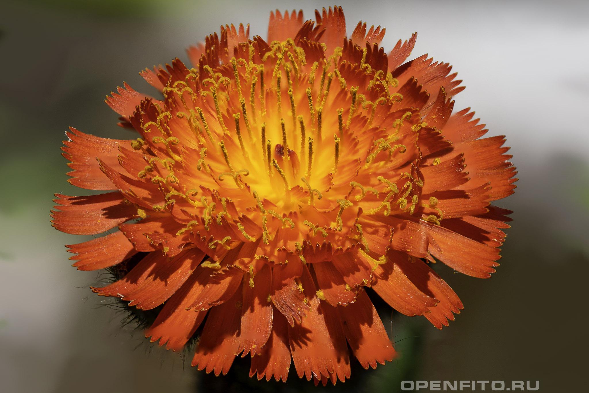 Ястребиночка оранжево-красная - фотография цветка