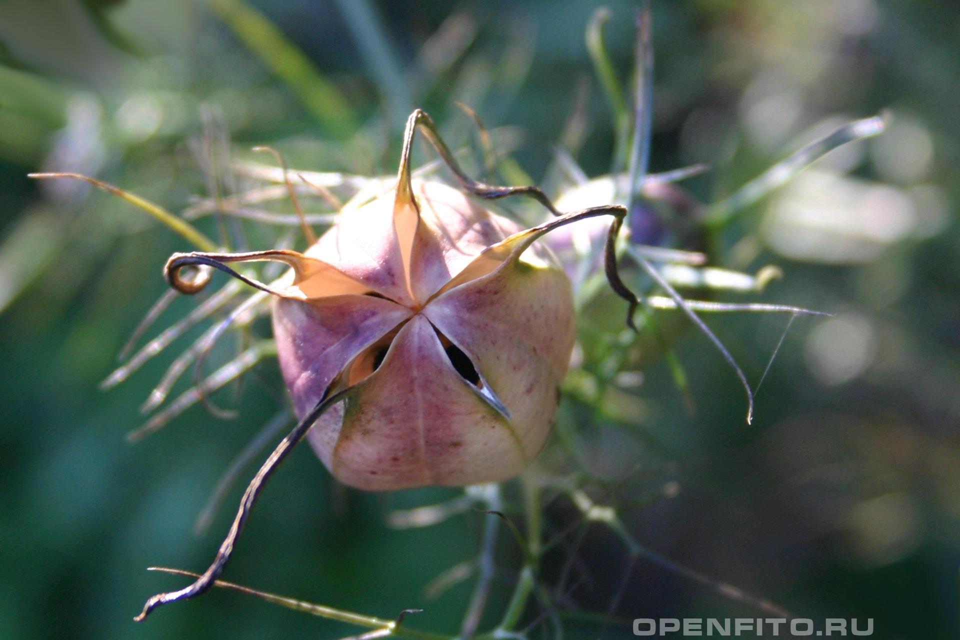 Чернушка дамасская - фотография плодов