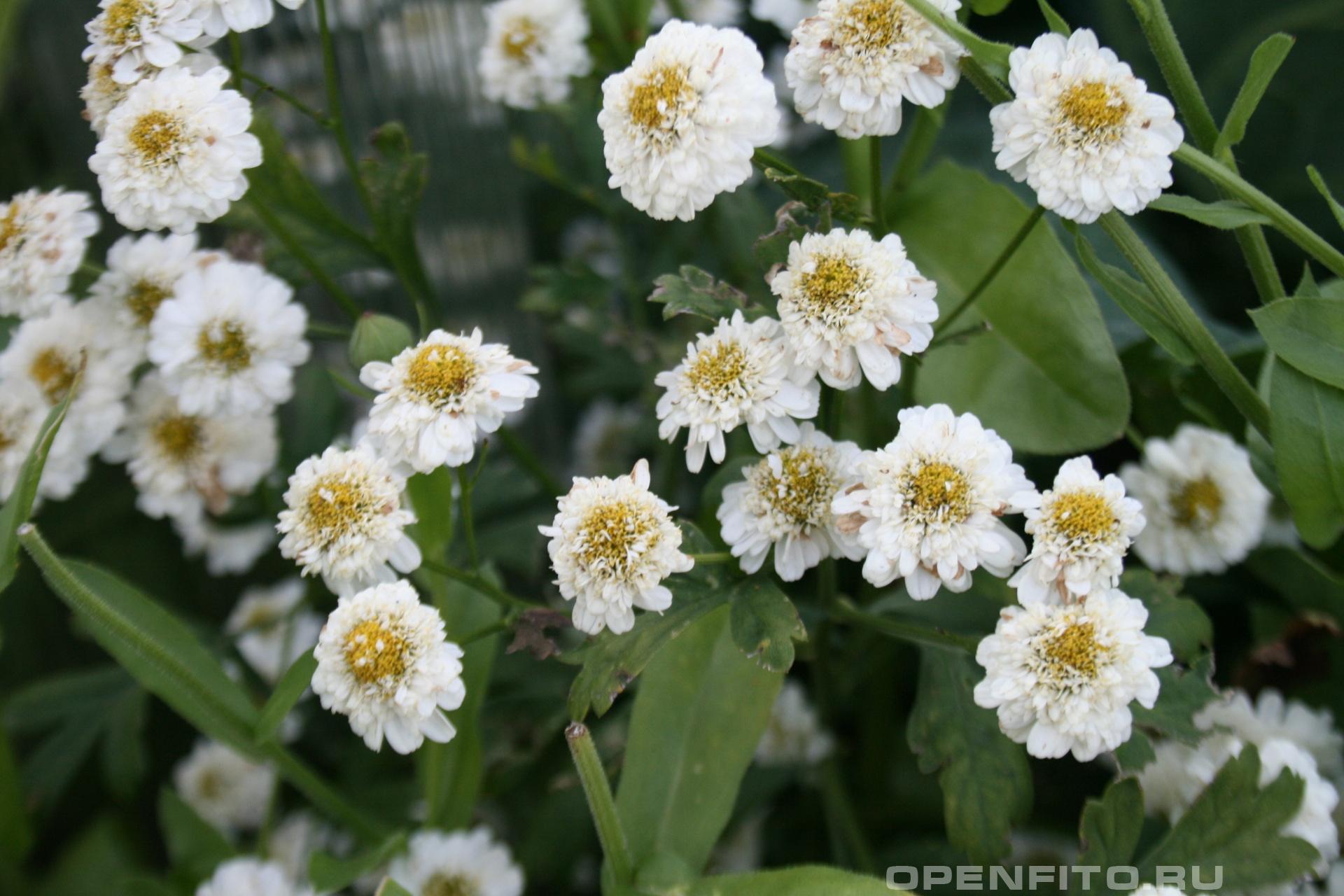 Пиретрум - фотография цветка