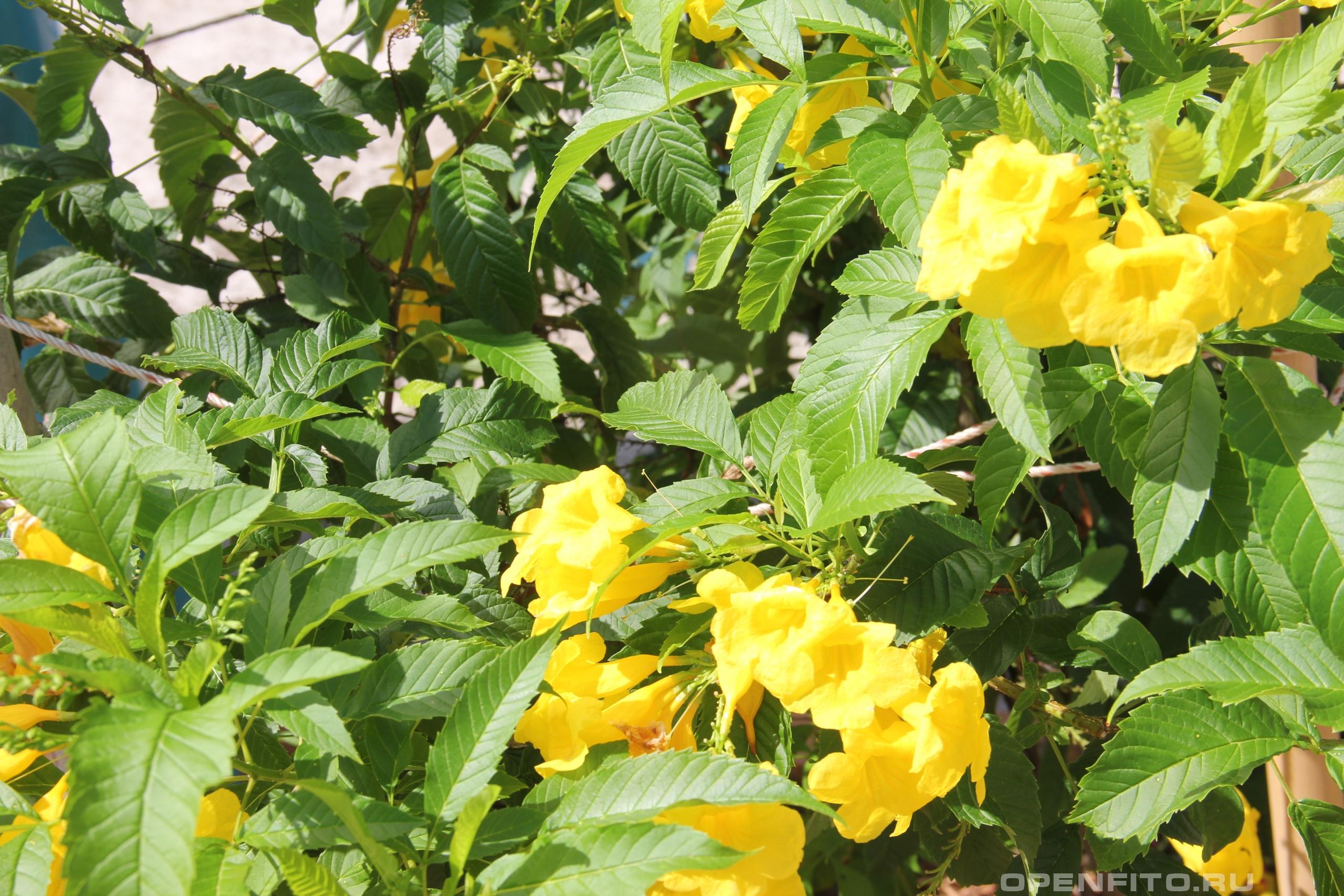 Текома прямостоячая - фотография цветка