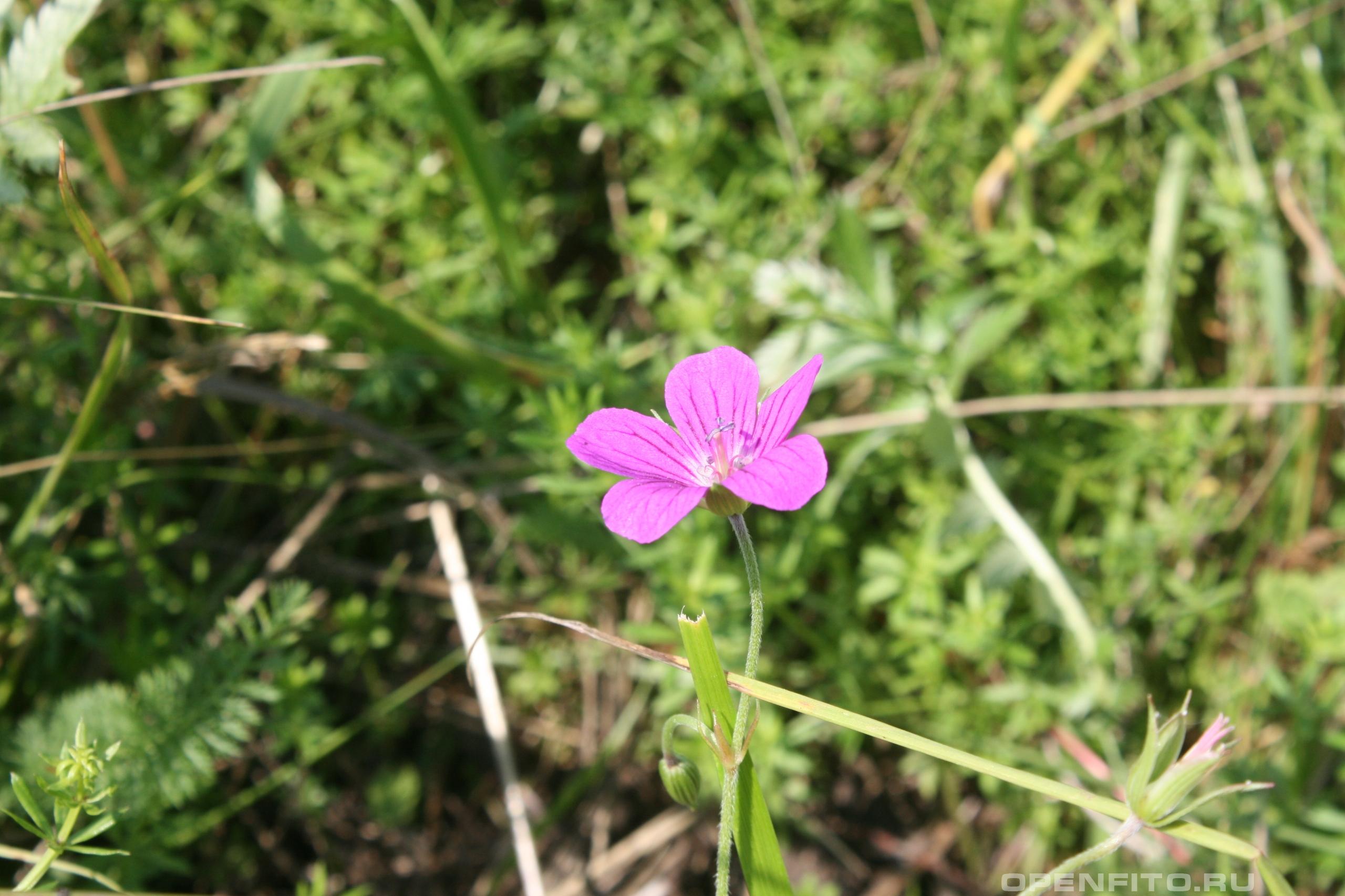 Герань болотная - фотография цветка