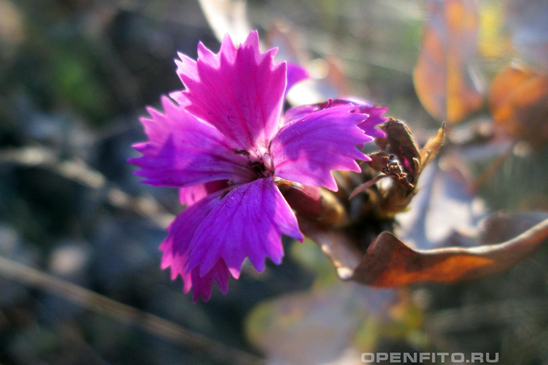 Гвоздика картузианская - фотография цветка