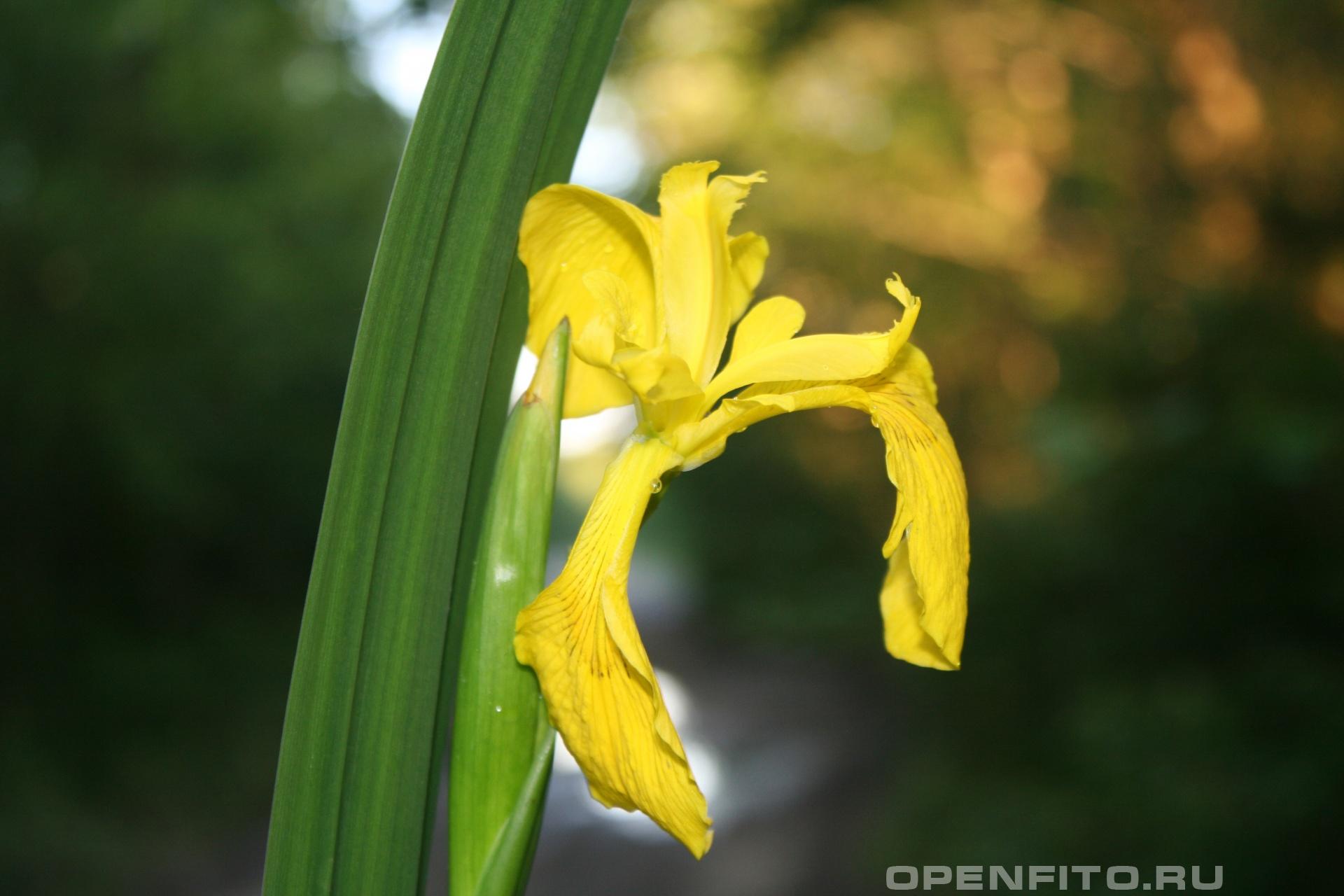 Ирис болотный - фотография цветка