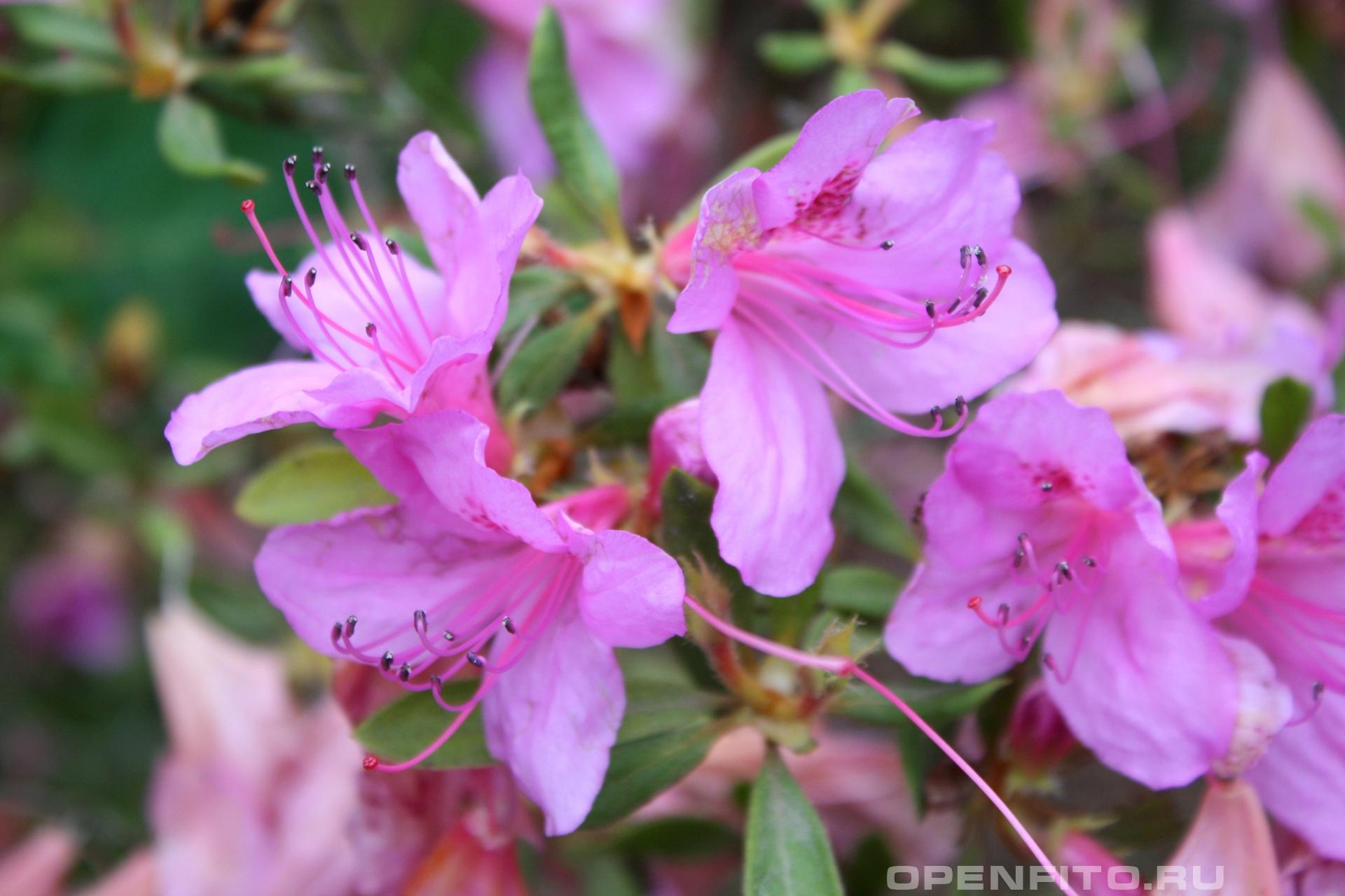 Рододендрон гибридный - фотография цветка