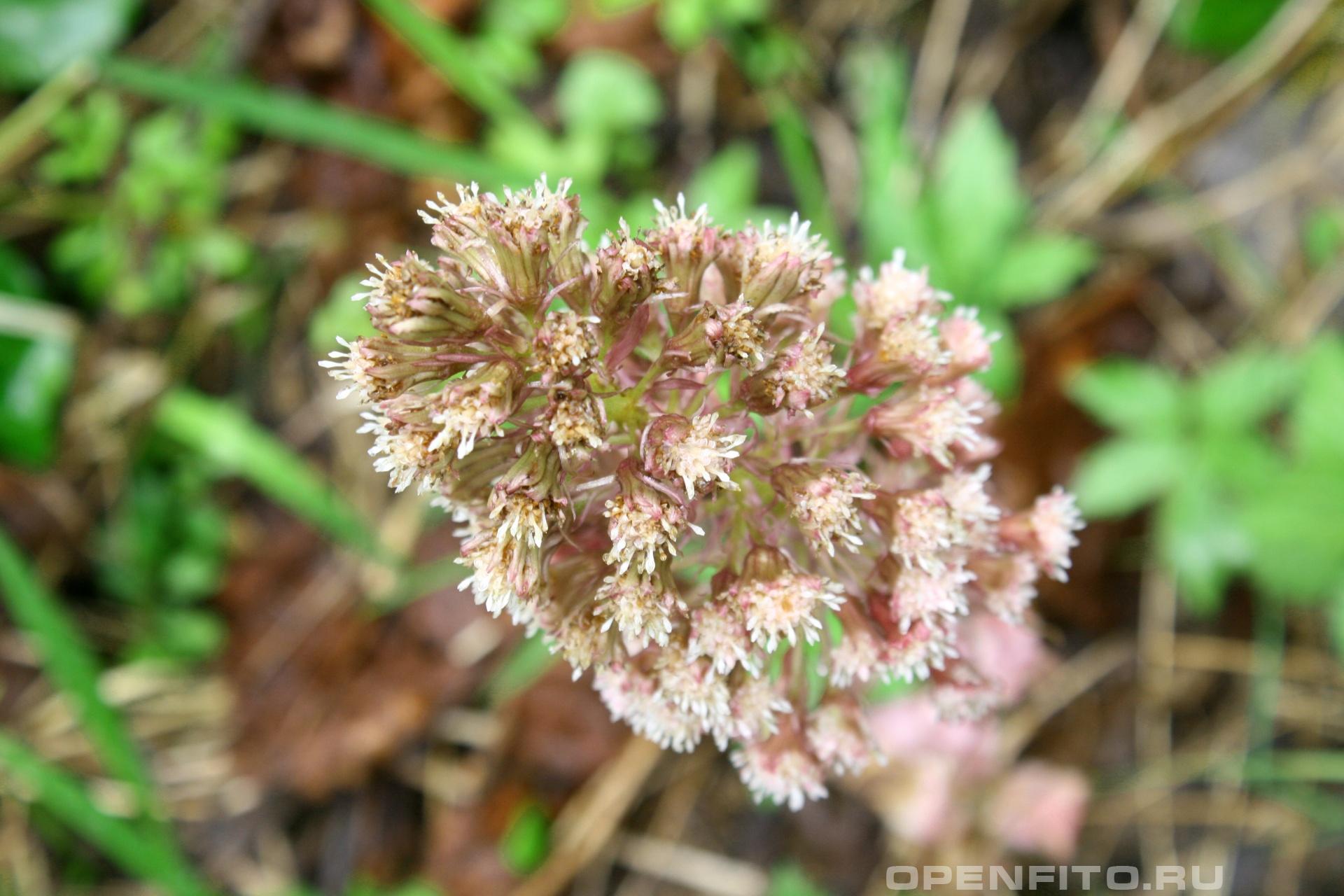 Белокопытник - фотография цветка